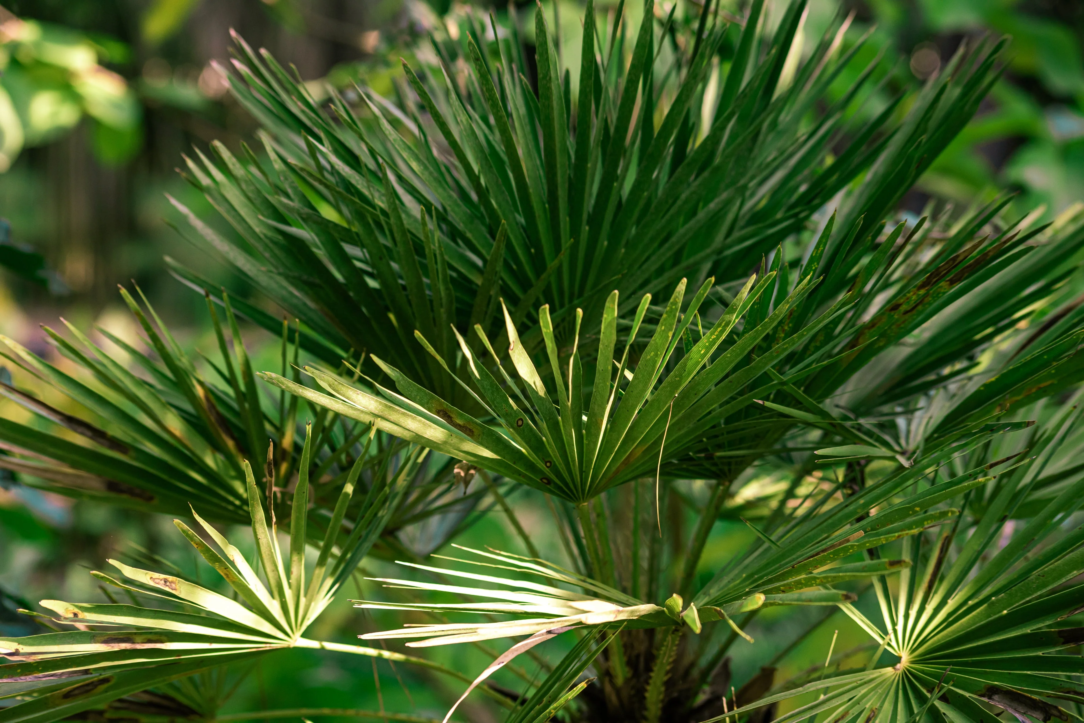 5 MEDITERRANEAN FAN PALM European Dwarf Tree Shrub Chamaerops Humilis Seeds - Image 11