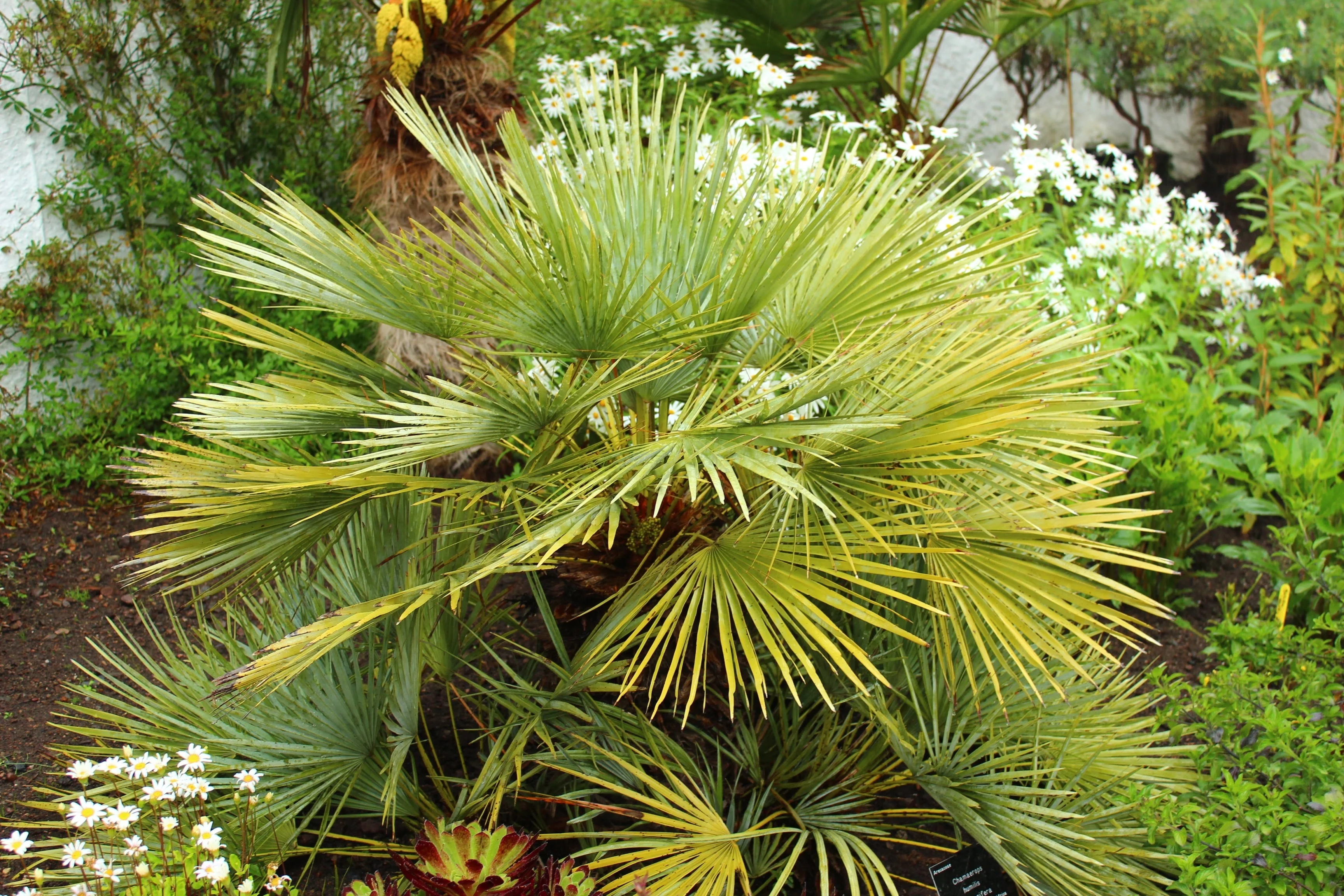 5 MEDITERRANEAN FAN PALM European Dwarf Tree Shrub Chamaerops Humilis Seeds - Image 12