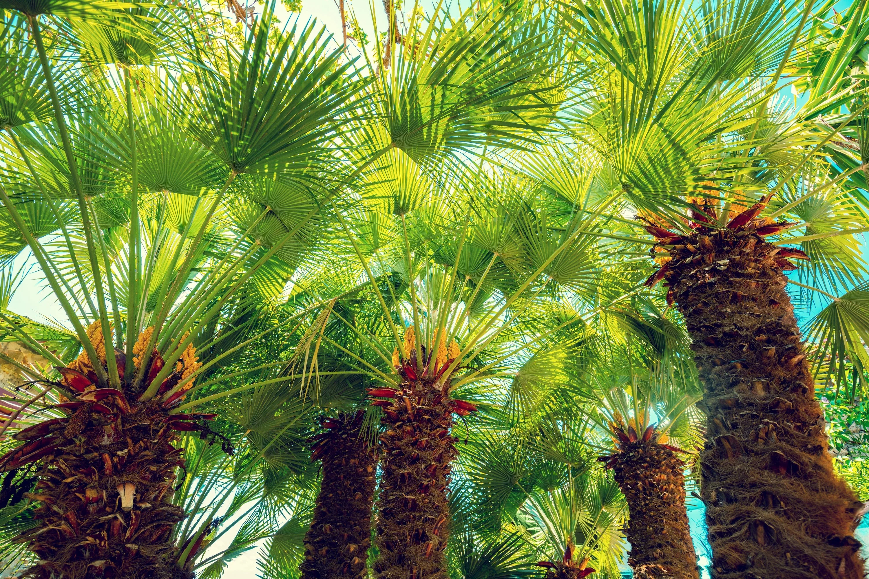 5 MEDITERRANEAN FAN PALM European Dwarf Tree Shrub Chamaerops Humilis Seeds - Image 13