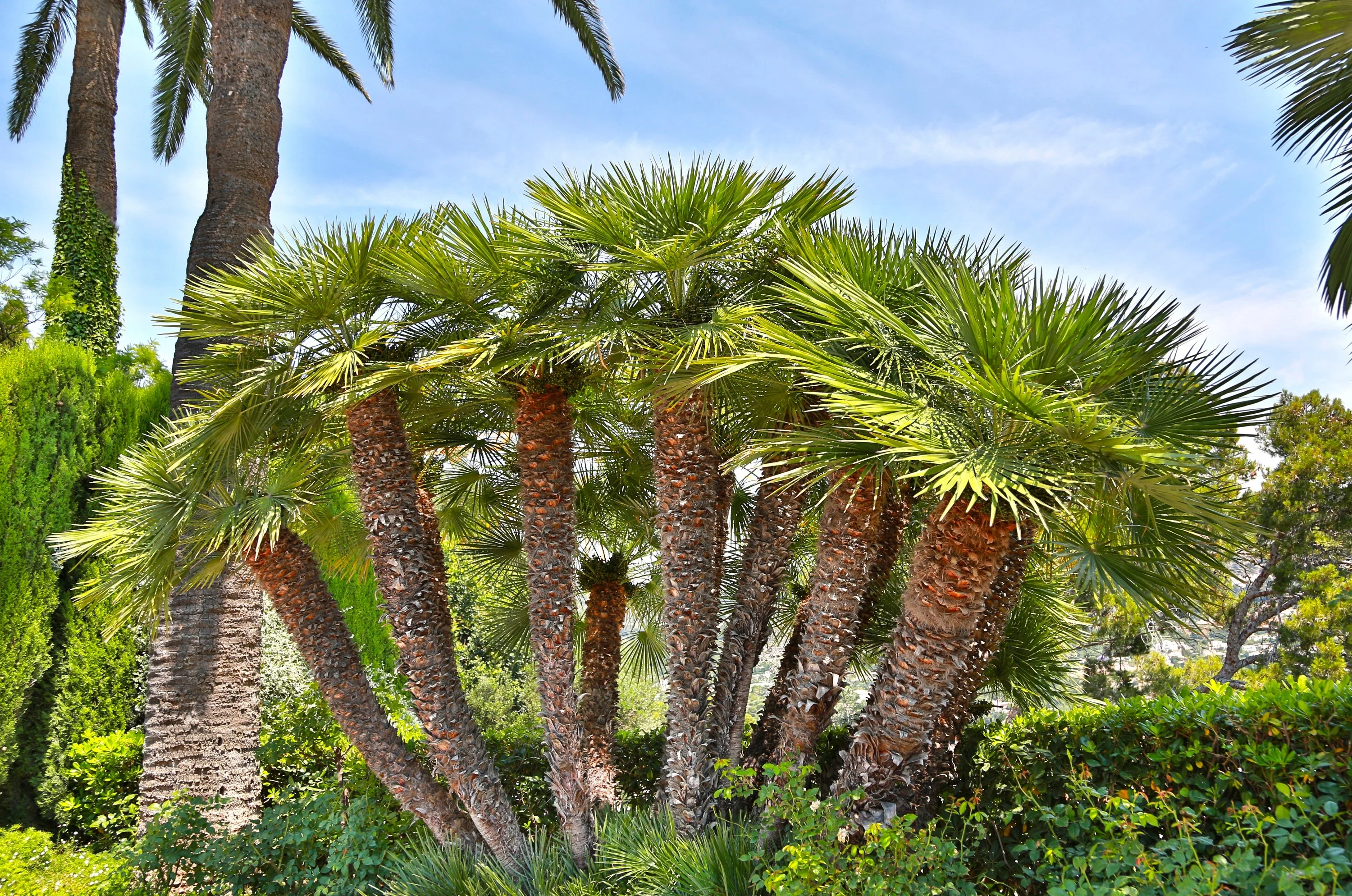 5 MEDITERRANEAN FAN PALM European Dwarf Tree Shrub Chamaerops Humilis Seeds - Image 2