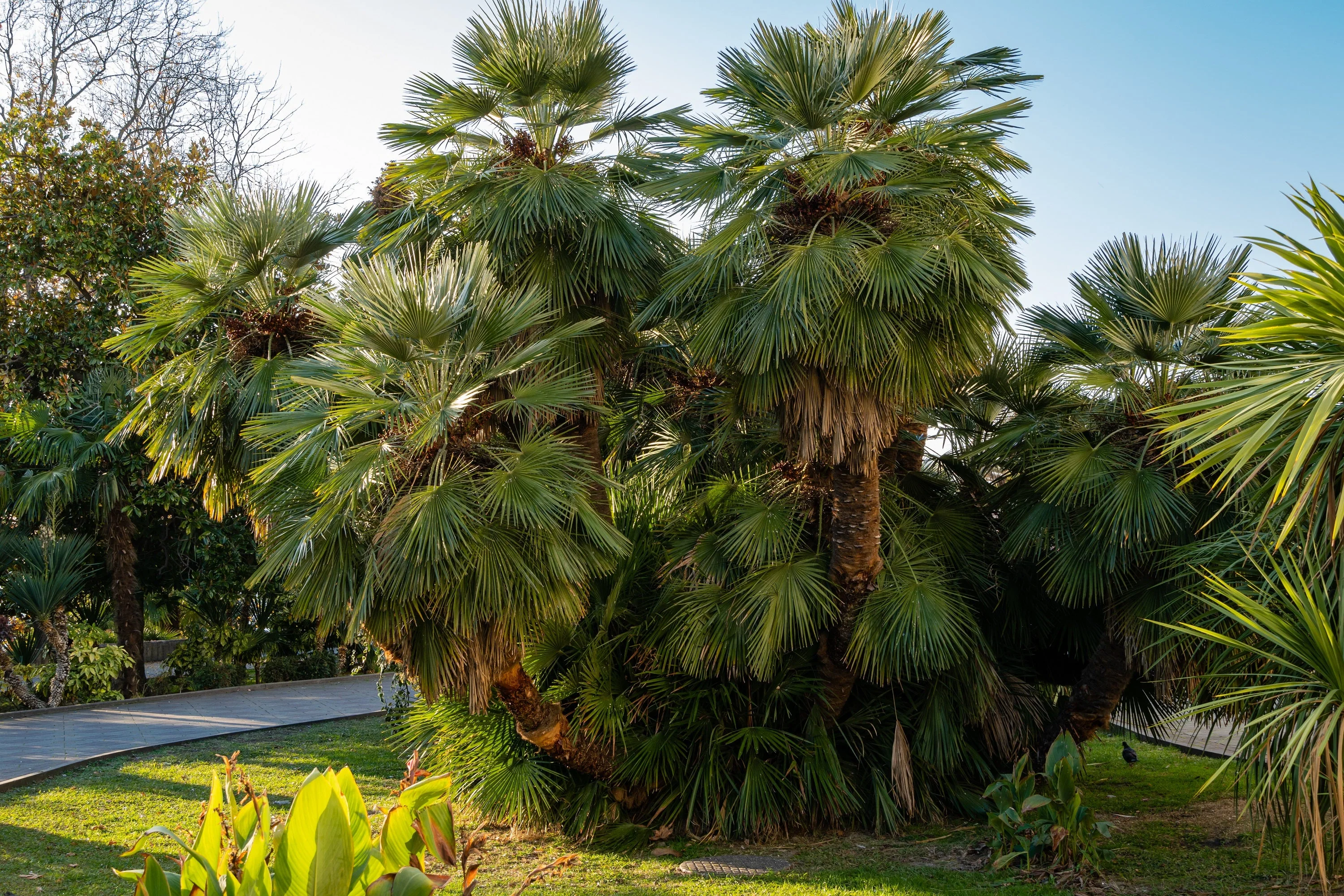 5 MEDITERRANEAN FAN PALM European Dwarf Tree Shrub Chamaerops Humilis Seeds - Image 3