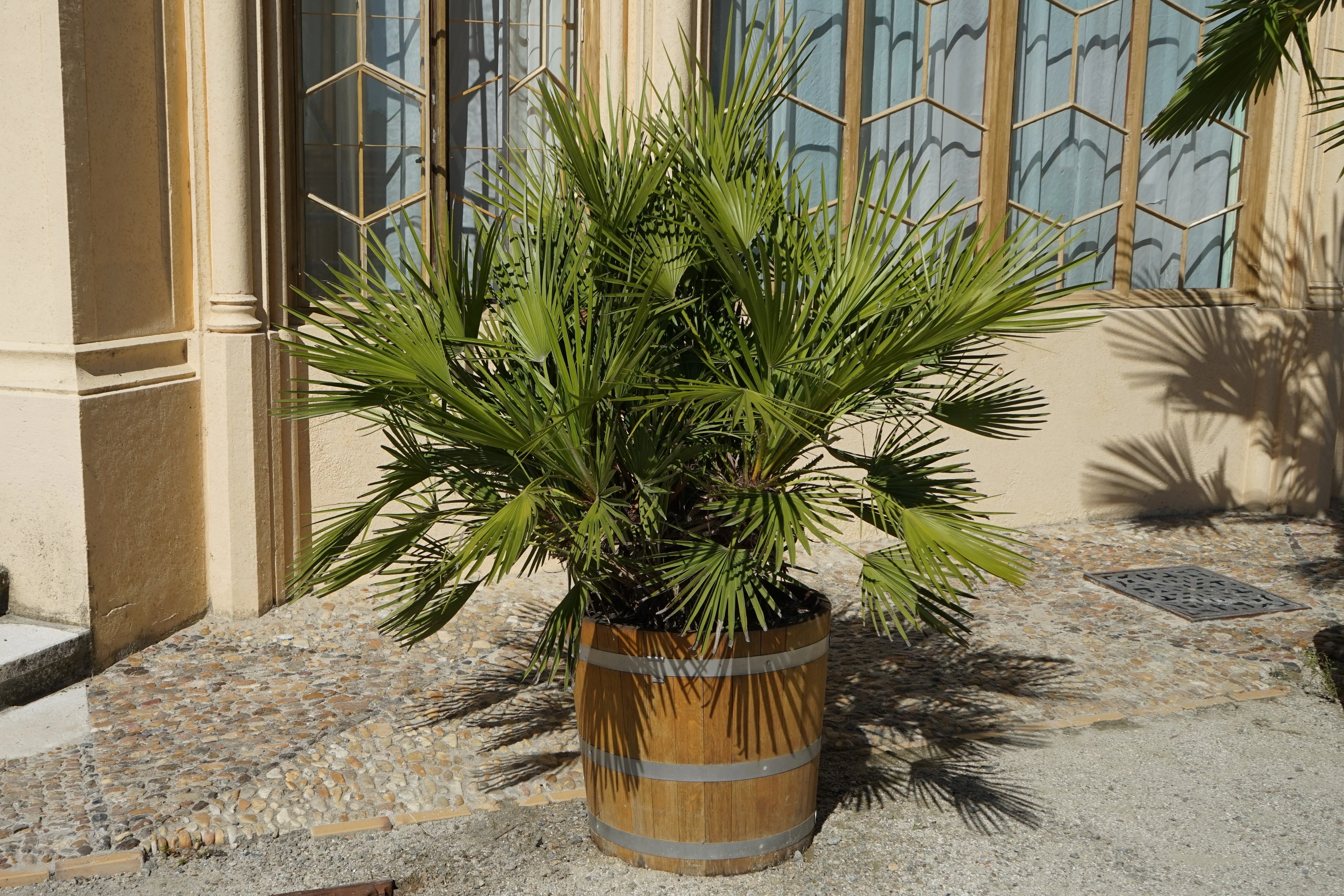 5 MEDITERRANEAN FAN PALM European Dwarf Tree Shrub Chamaerops Humilis Seeds - Image 4