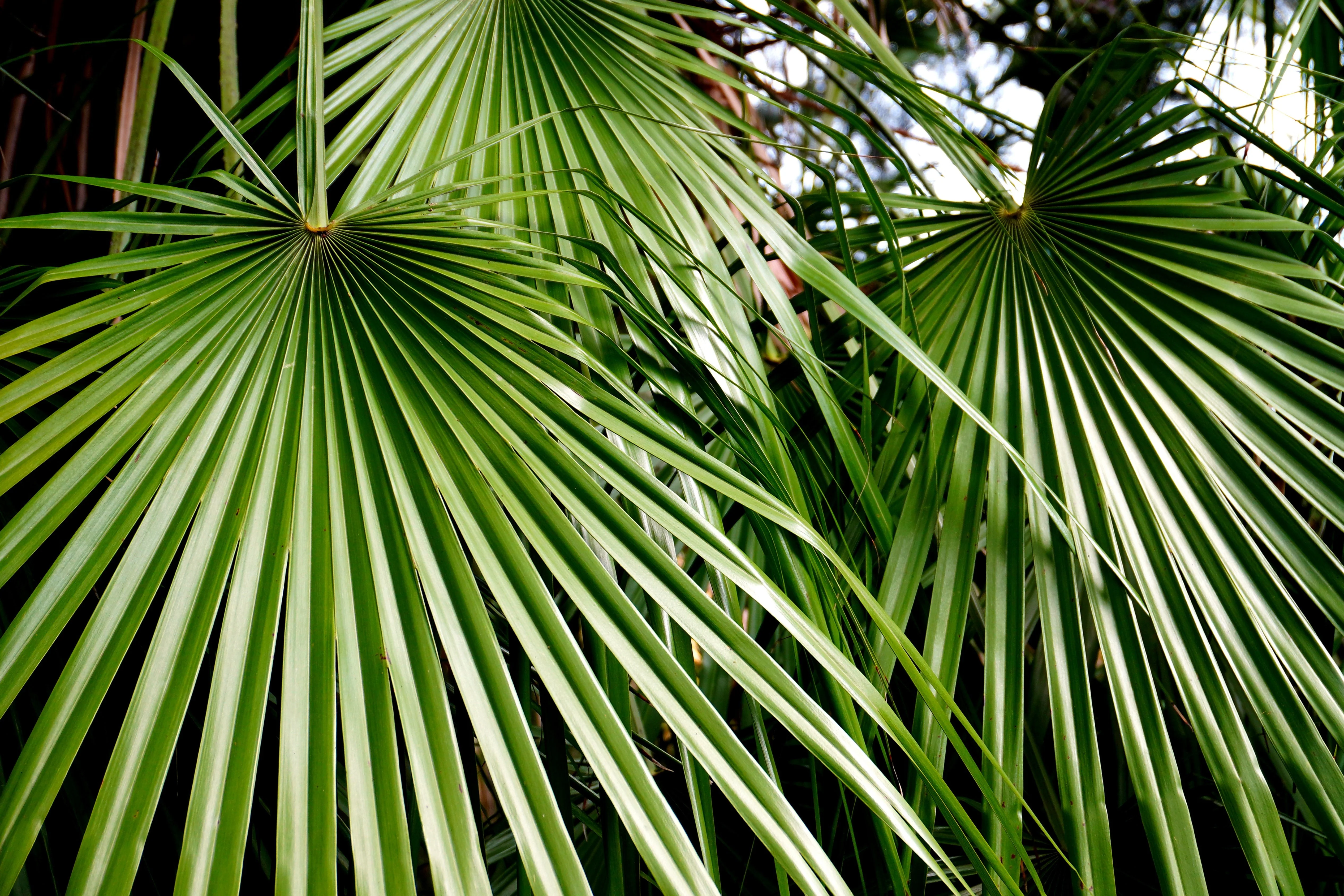 5 MEDITERRANEAN FAN PALM European Dwarf Tree Shrub Chamaerops Humilis Seeds - Image 5