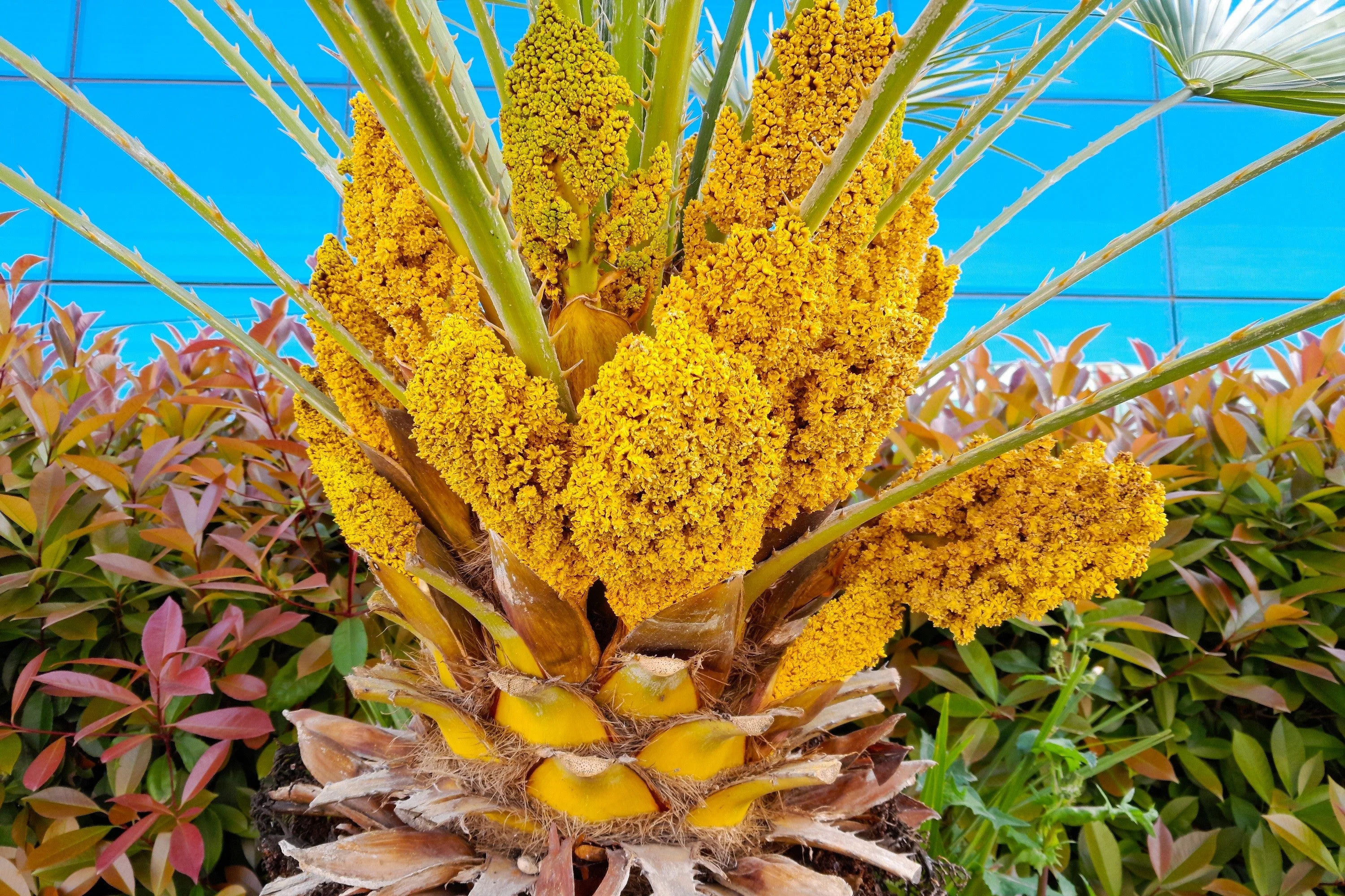 5 MEDITERRANEAN FAN PALM European Dwarf Tree Shrub Chamaerops Humilis Seeds - Image 6