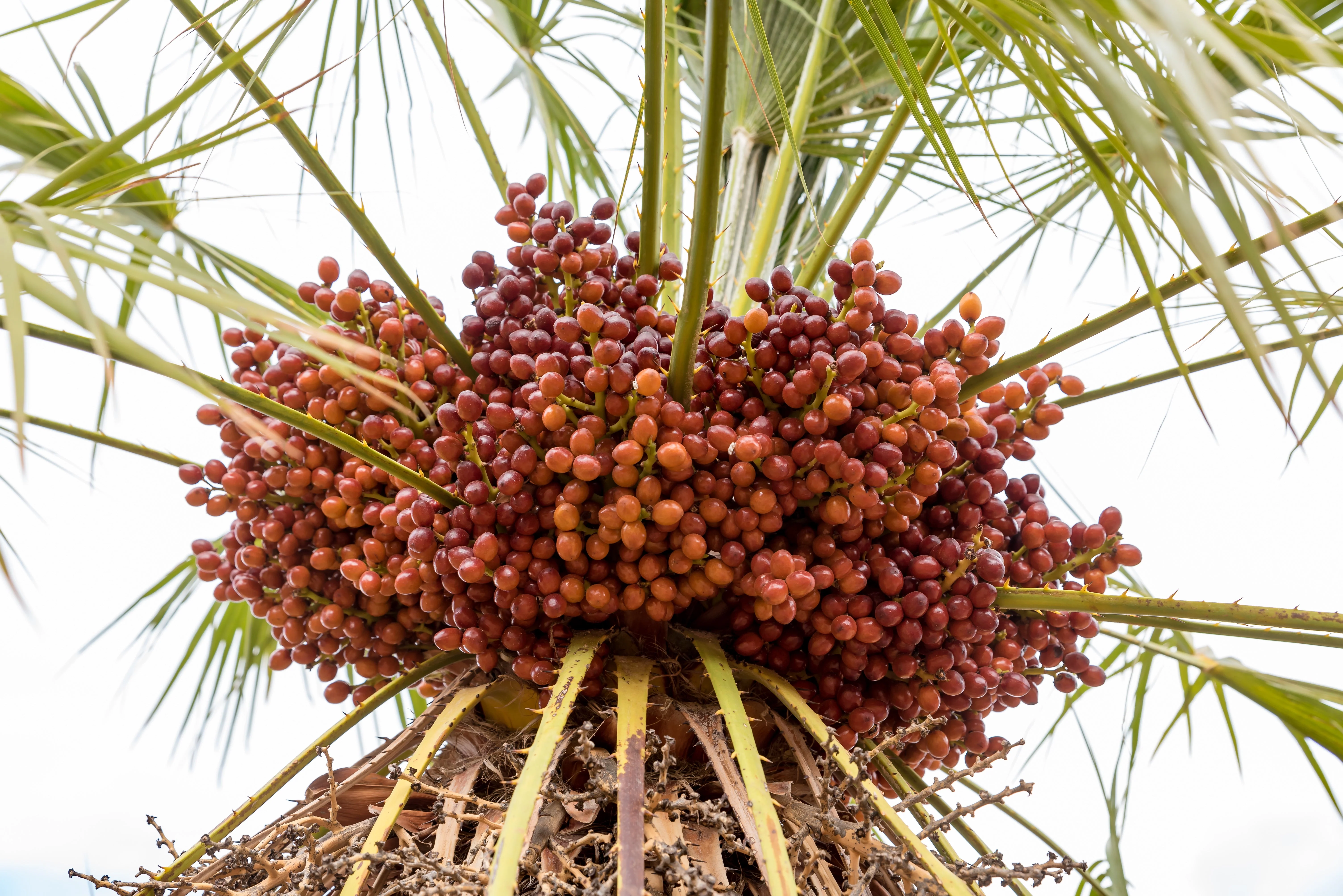 5 MEDITERRANEAN FAN PALM European Dwarf Tree Shrub Chamaerops Humilis Seeds - Image 7