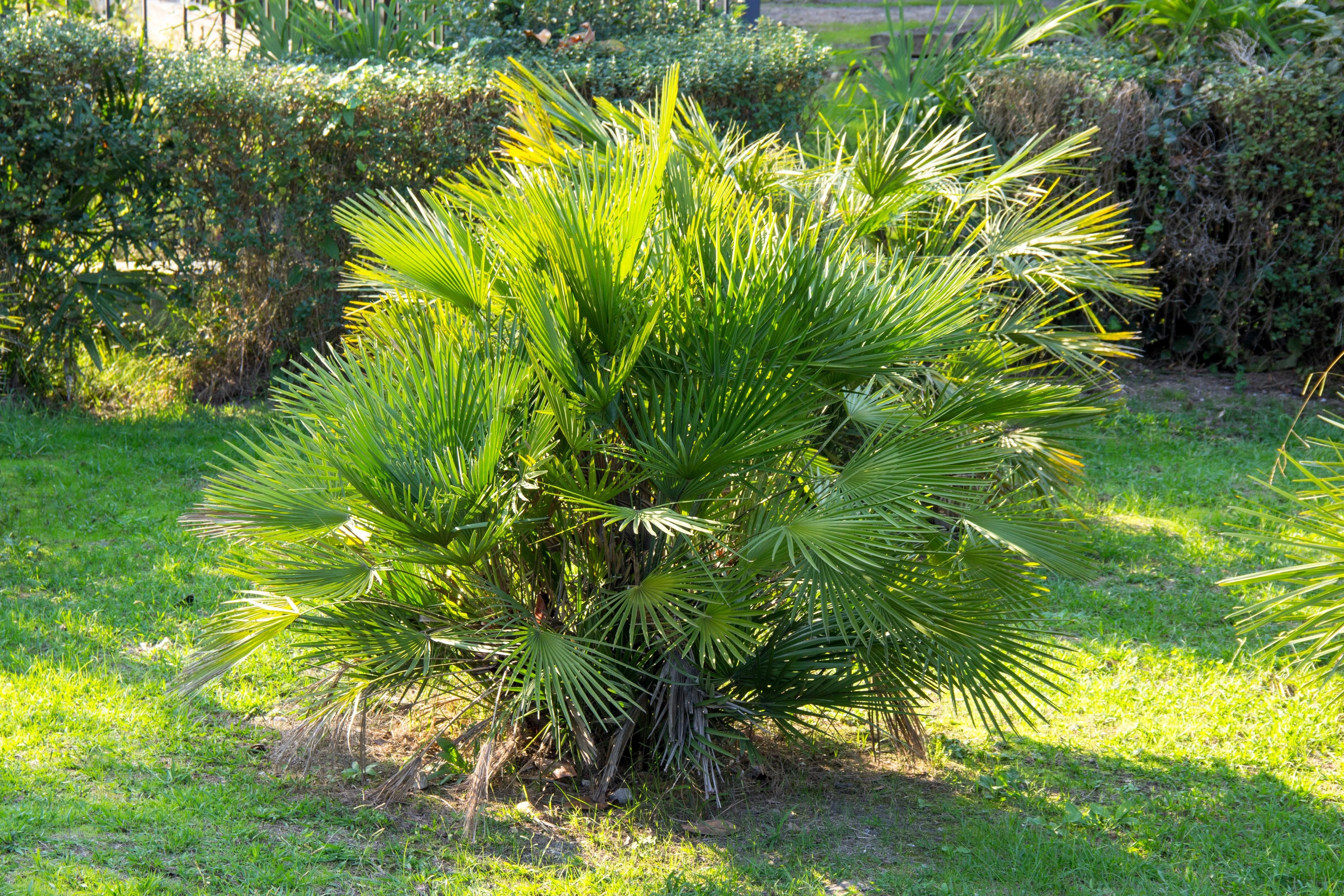 5 MEDITERRANEAN FAN PALM European Dwarf Tree Shrub Chamaerops Humilis Seeds - Image 8