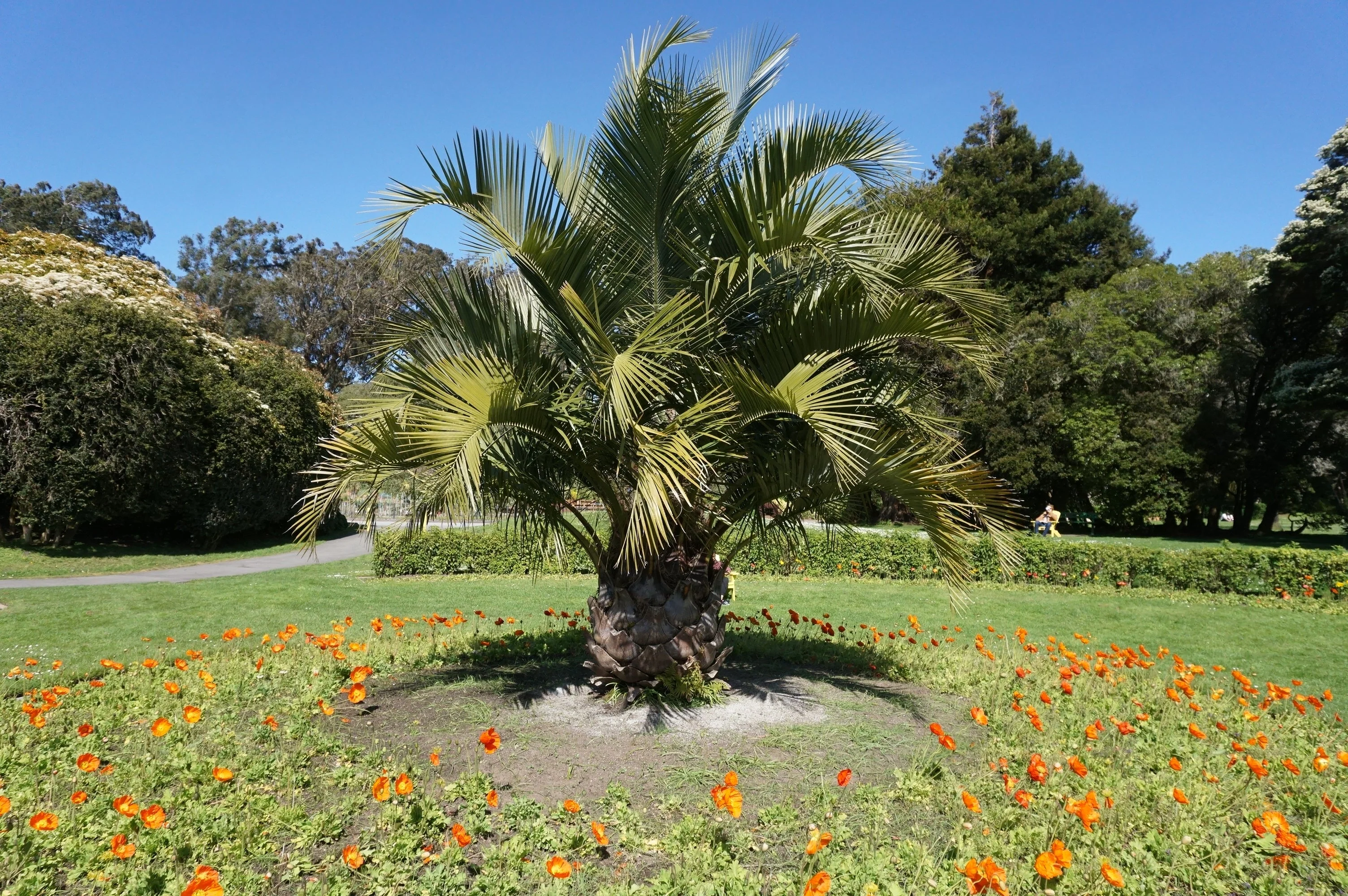 5 MEDITERRANEAN FAN PALM European Dwarf Tree Shrub Chamaerops Humilis Seeds - Image 9