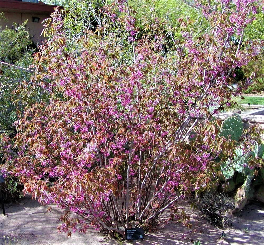 5 MEXICAN BUCKEYE Ungnadia Speciosa Shrub Tree Pink Purple Fragrant Flower Seeds - Image 2