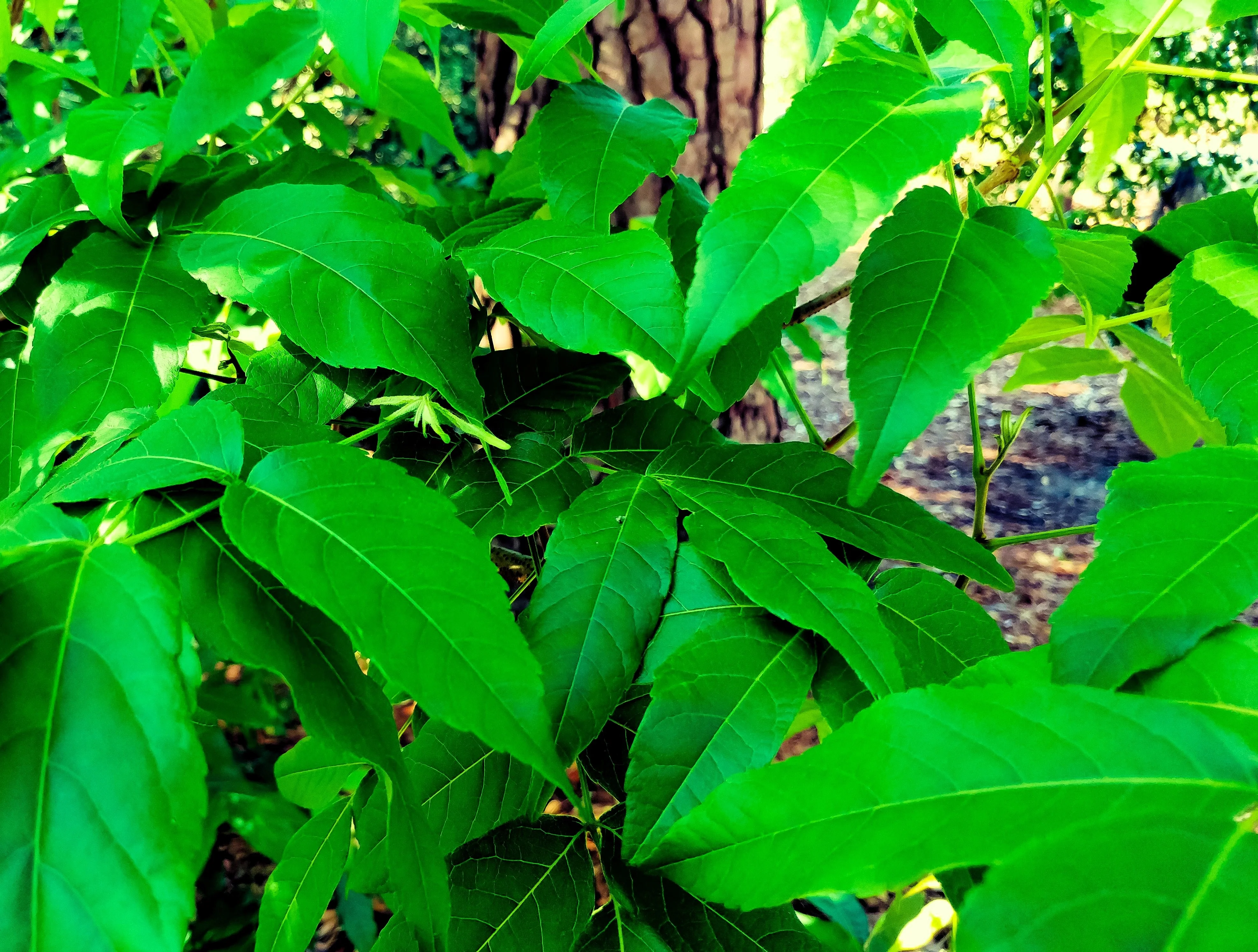 5 MEXICAN BUCKEYE Ungnadia Speciosa Shrub Tree Pink Purple Fragrant Flower Seeds - Image 4