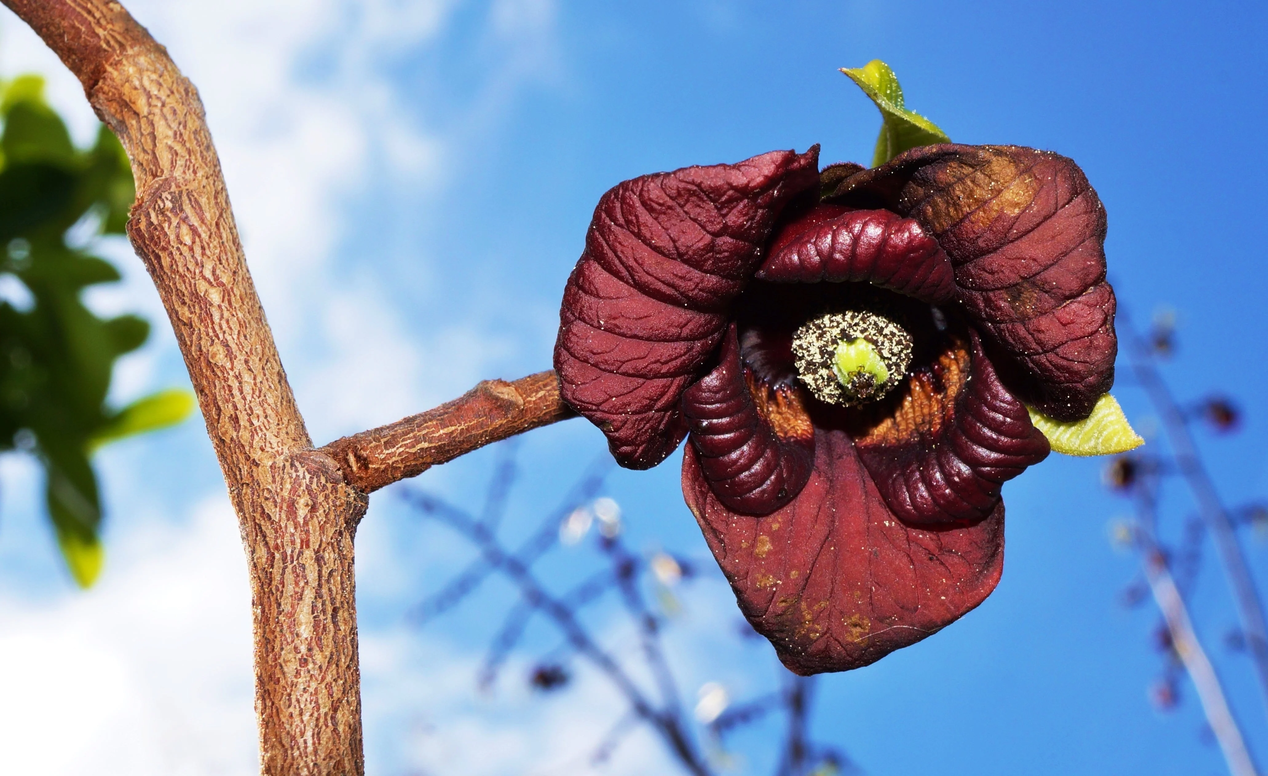 5 PAW PAW Fruit TREE Indian Banana Asimina Triloba Flower Seeds - Image 10
