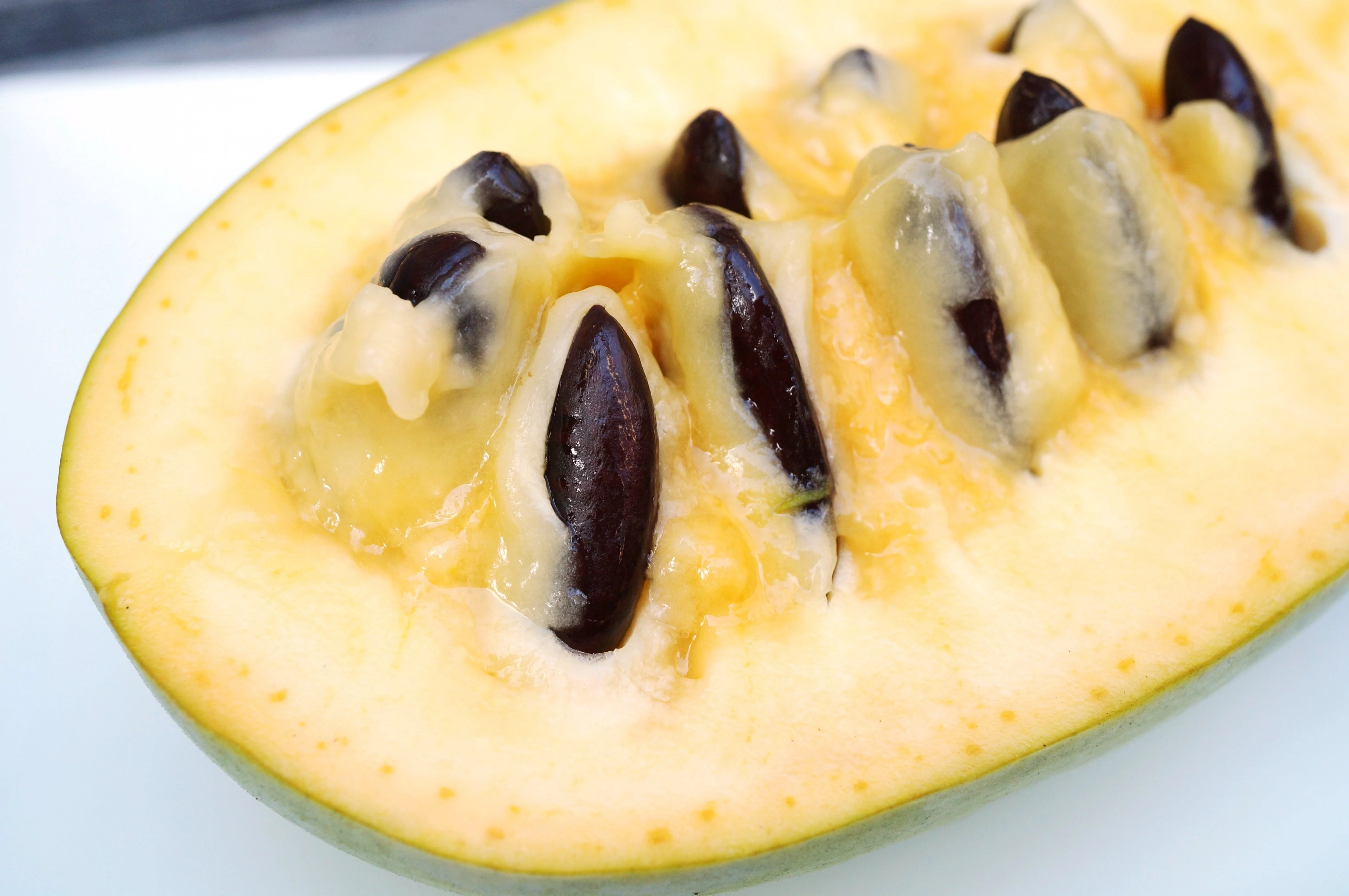 5 PAW PAW Fruit TREE Indian Banana Asimina Triloba Flower Seeds - Image 2