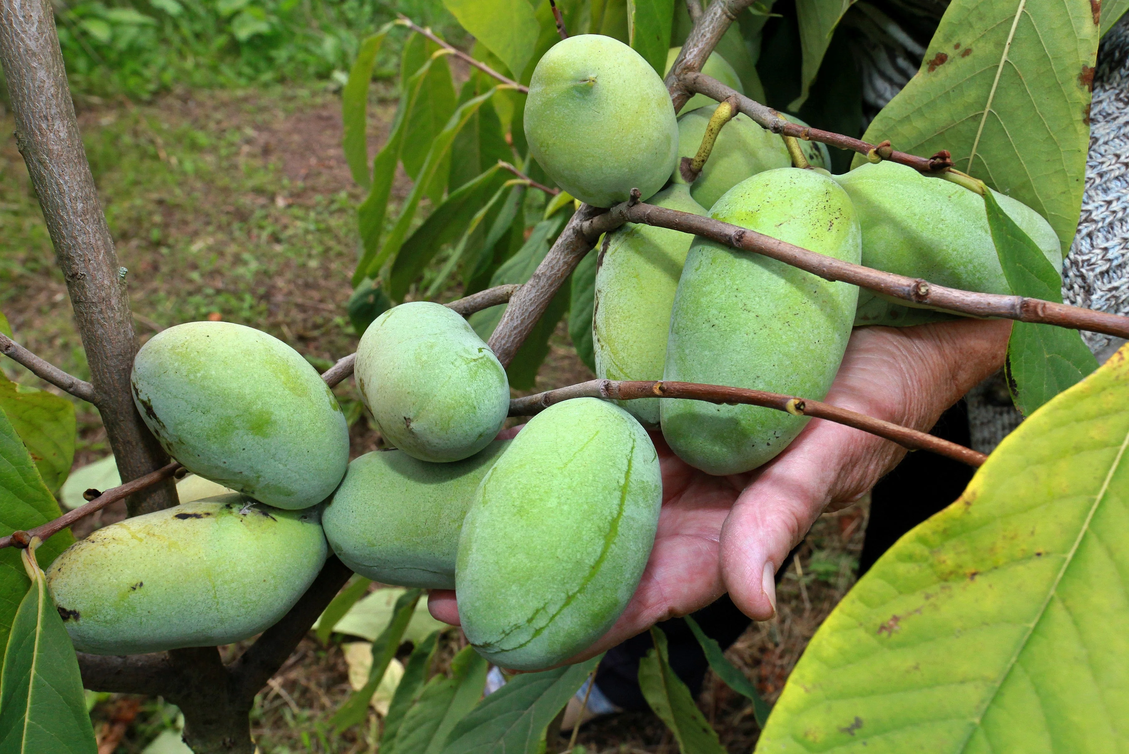 5 PAW PAW Fruit TREE Indian Banana Asimina Triloba Flower Seeds - Image 3
