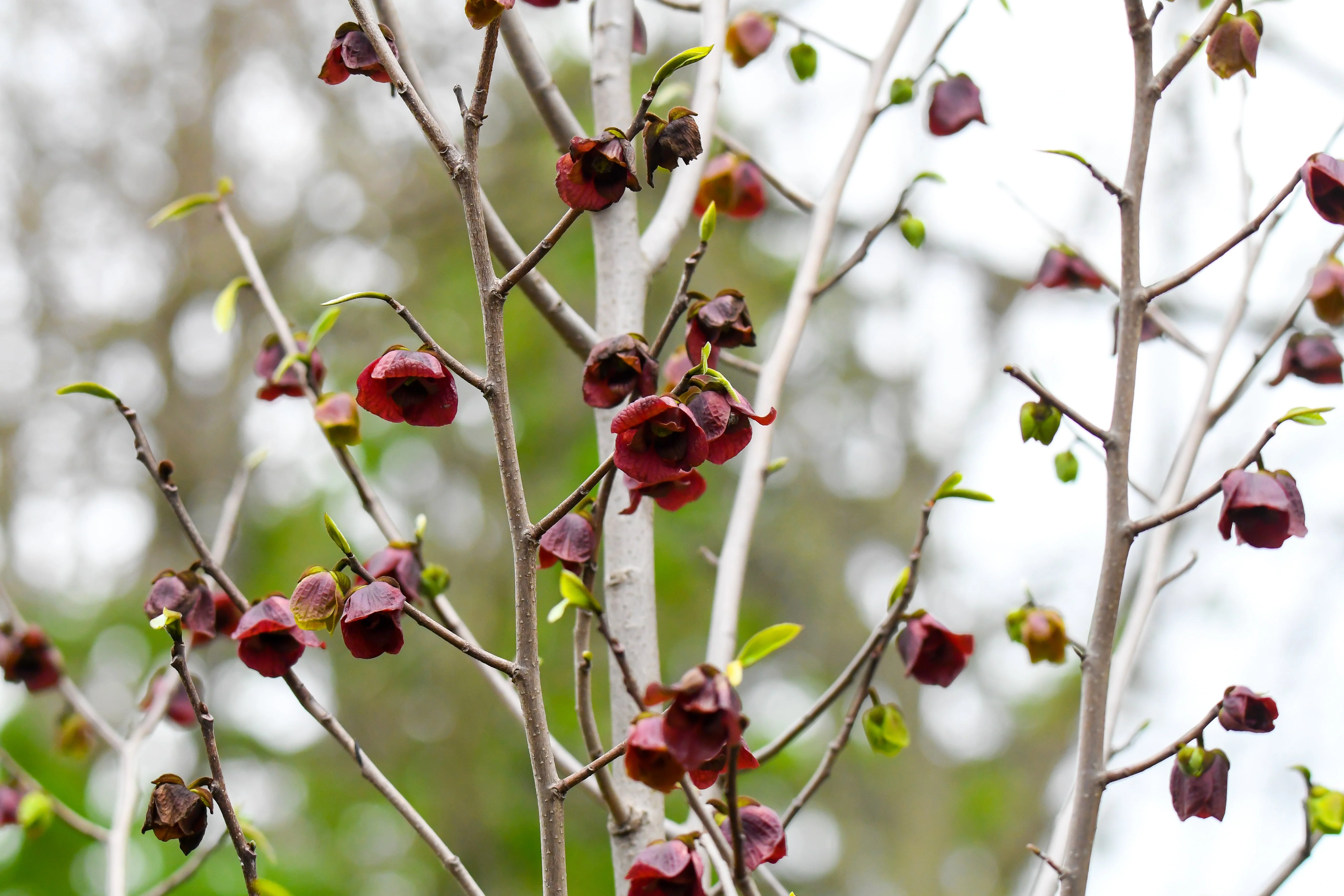 5 PAW PAW Fruit TREE Indian Banana Asimina Triloba Flower Seeds - Image 4