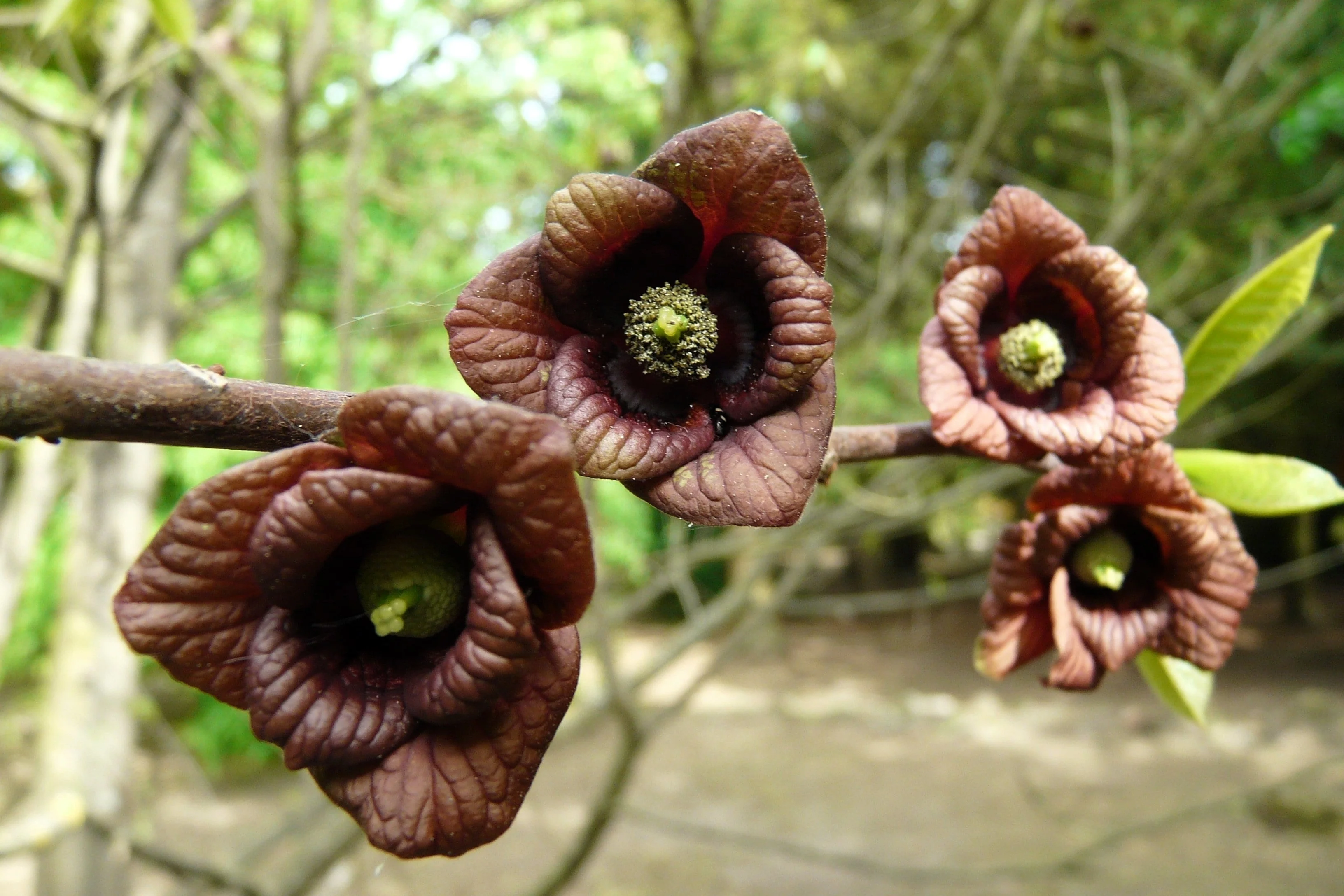 5 PAW PAW Fruit TREE Indian Banana Asimina Triloba Flower Seeds - Image 5
