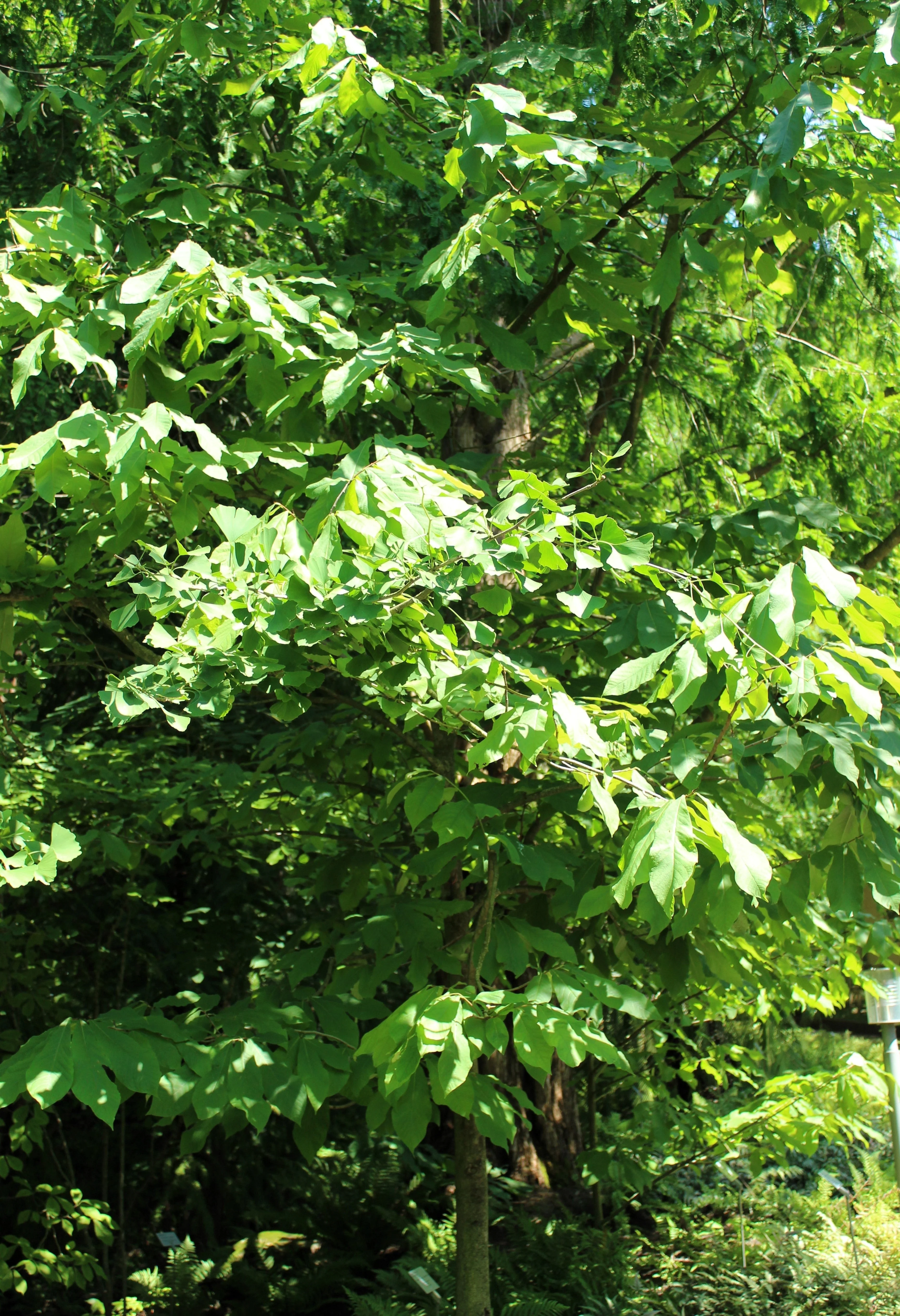 5 PAW PAW Fruit TREE Indian Banana Asimina Triloba Flower Seeds - Image 7