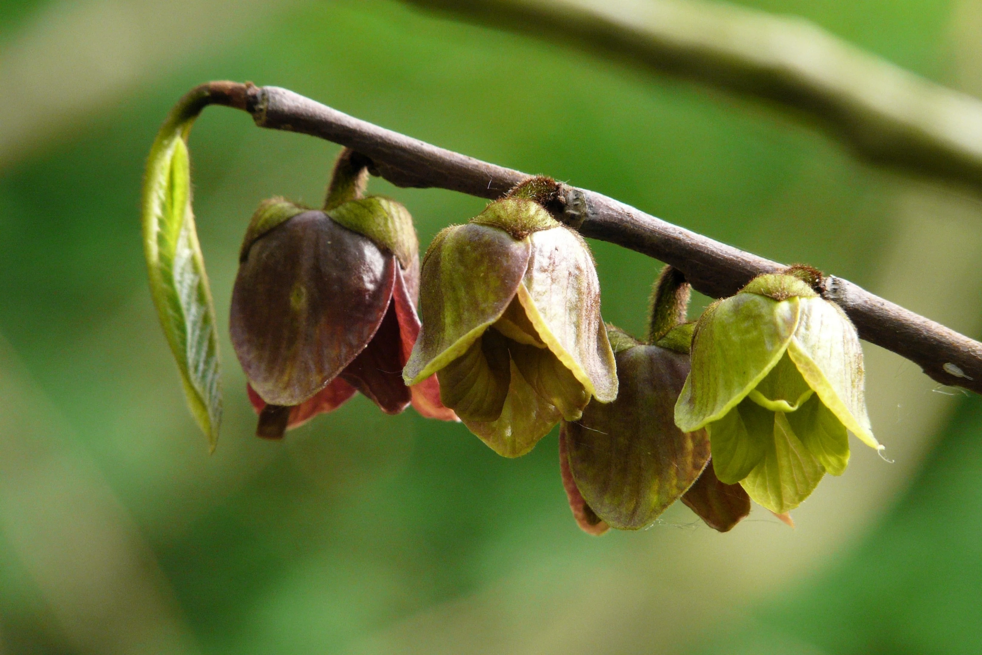 5 PAW PAW Fruit TREE Indian Banana Asimina Triloba Flower Seeds - Image 8