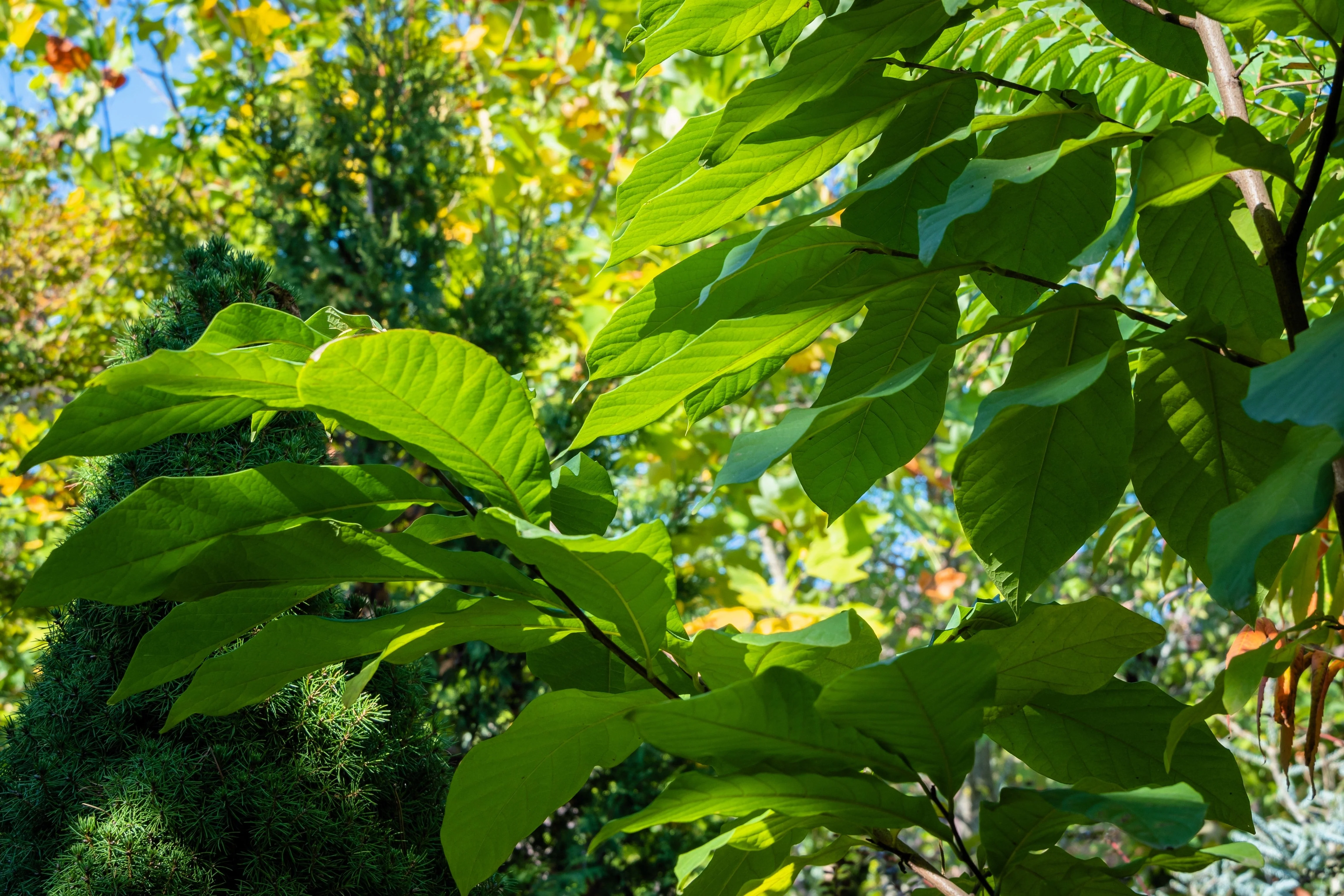 5 PAW PAW Fruit TREE Indian Banana Asimina Triloba Flower Seeds - Image 9