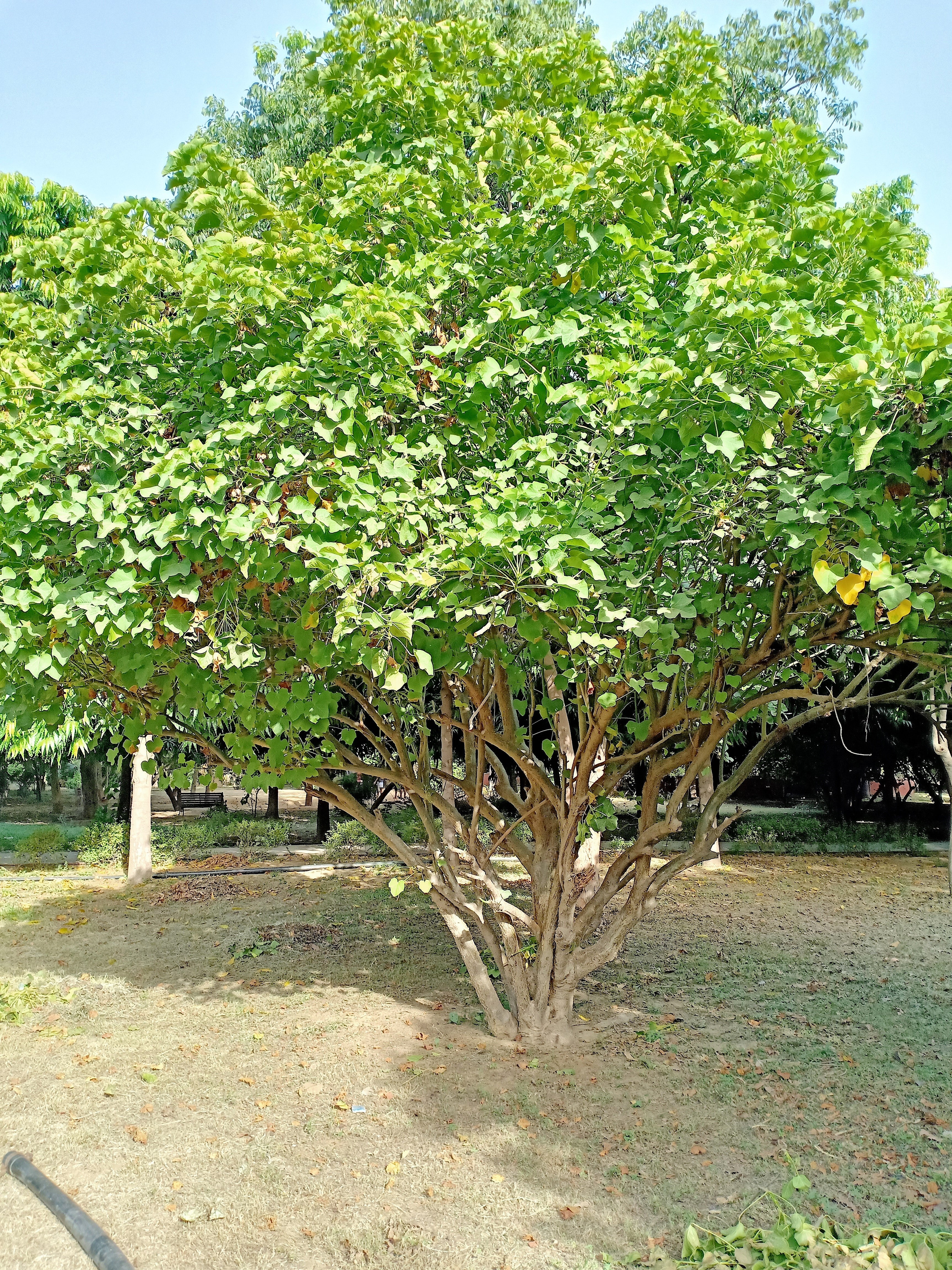 5 PHYSIC NUT Barbados Purging JATROPHA Curcas Shrub Tree Bio-Diesel Seeds - Image 2