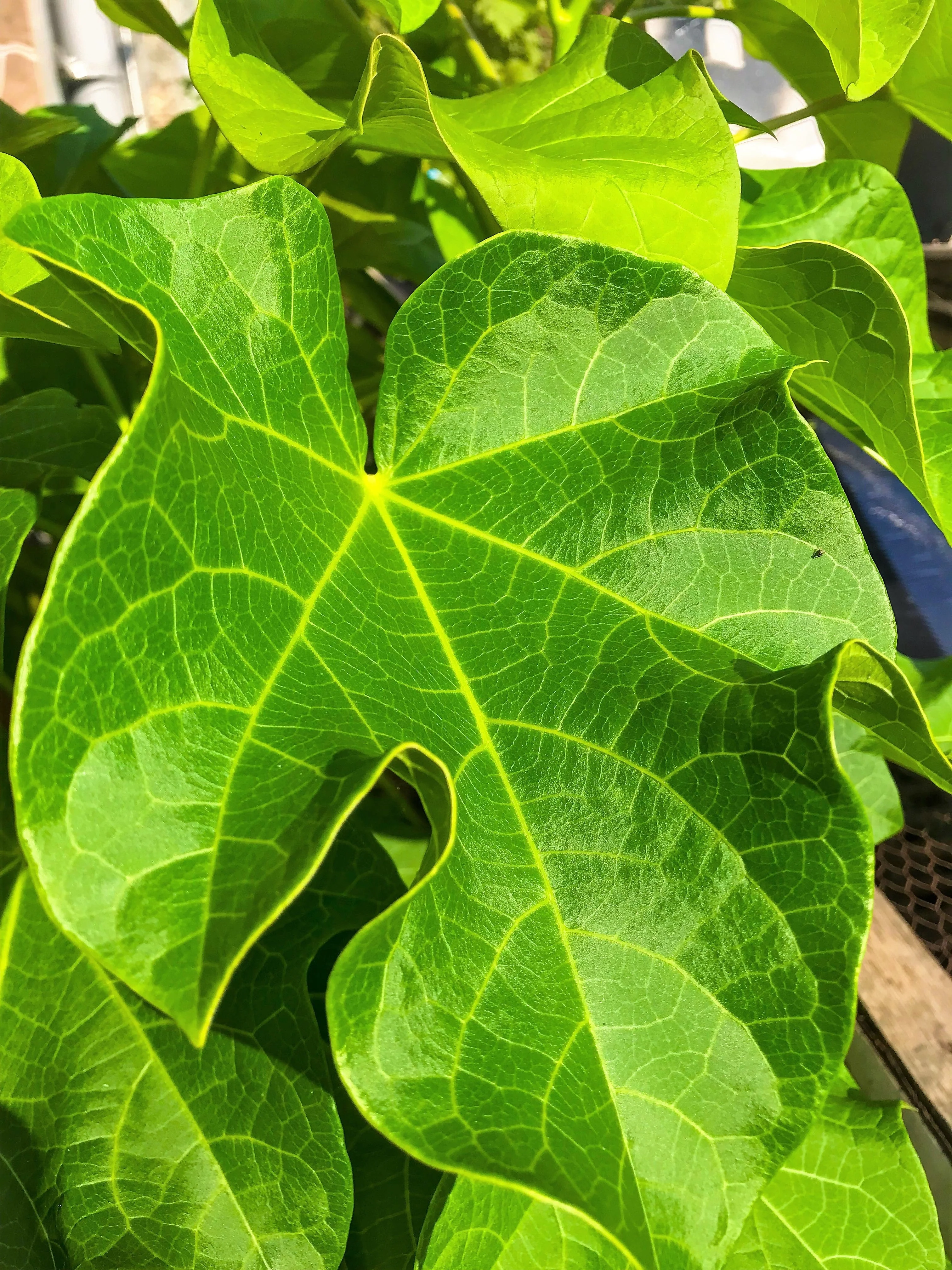 5 PHYSIC NUT Barbados Purging JATROPHA Curcas Shrub Tree Bio-Diesel Seeds - Image 3