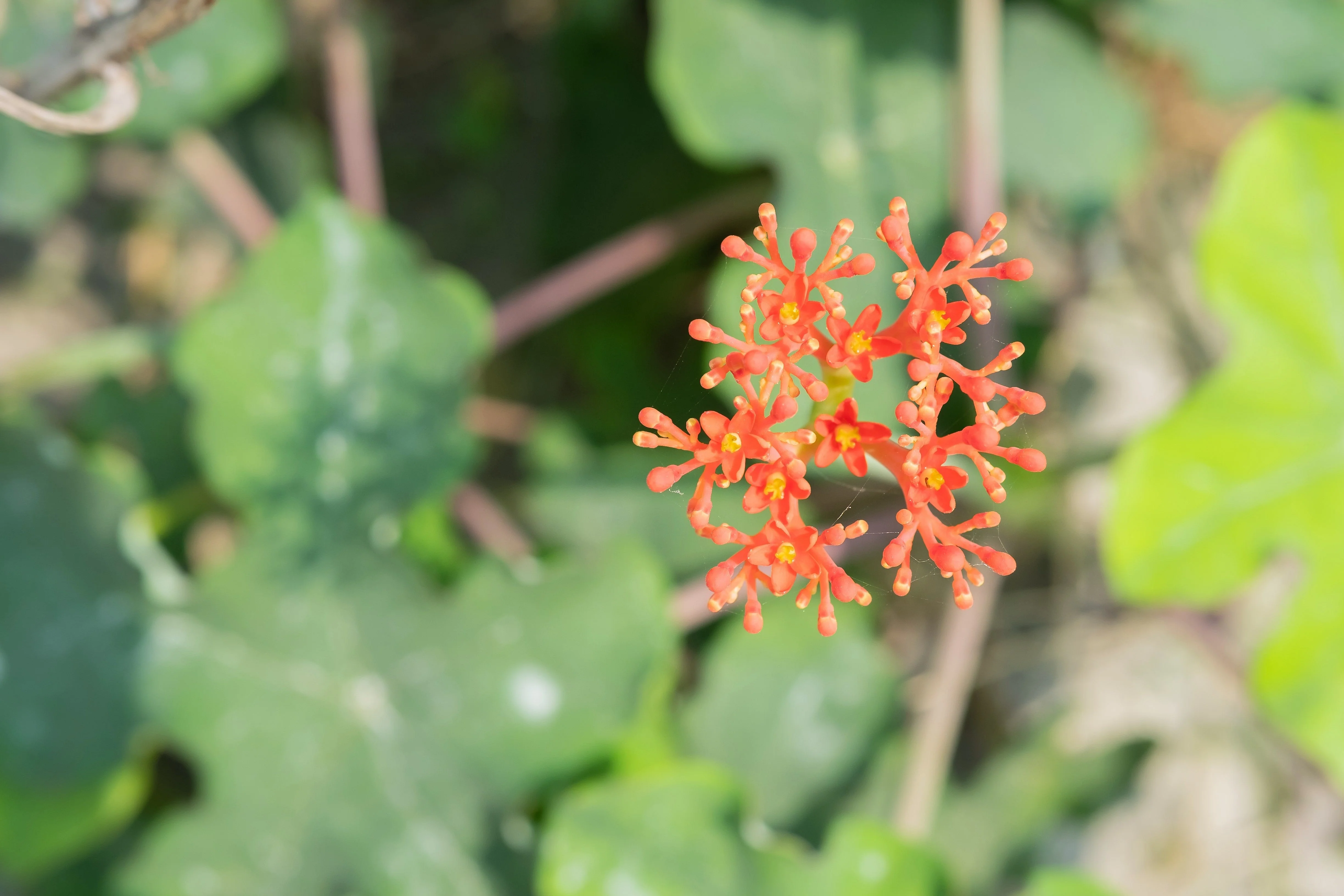 5 PHYSIC NUT Barbados Purging JATROPHA Curcas Shrub Tree Bio-Diesel Seeds - Image 4