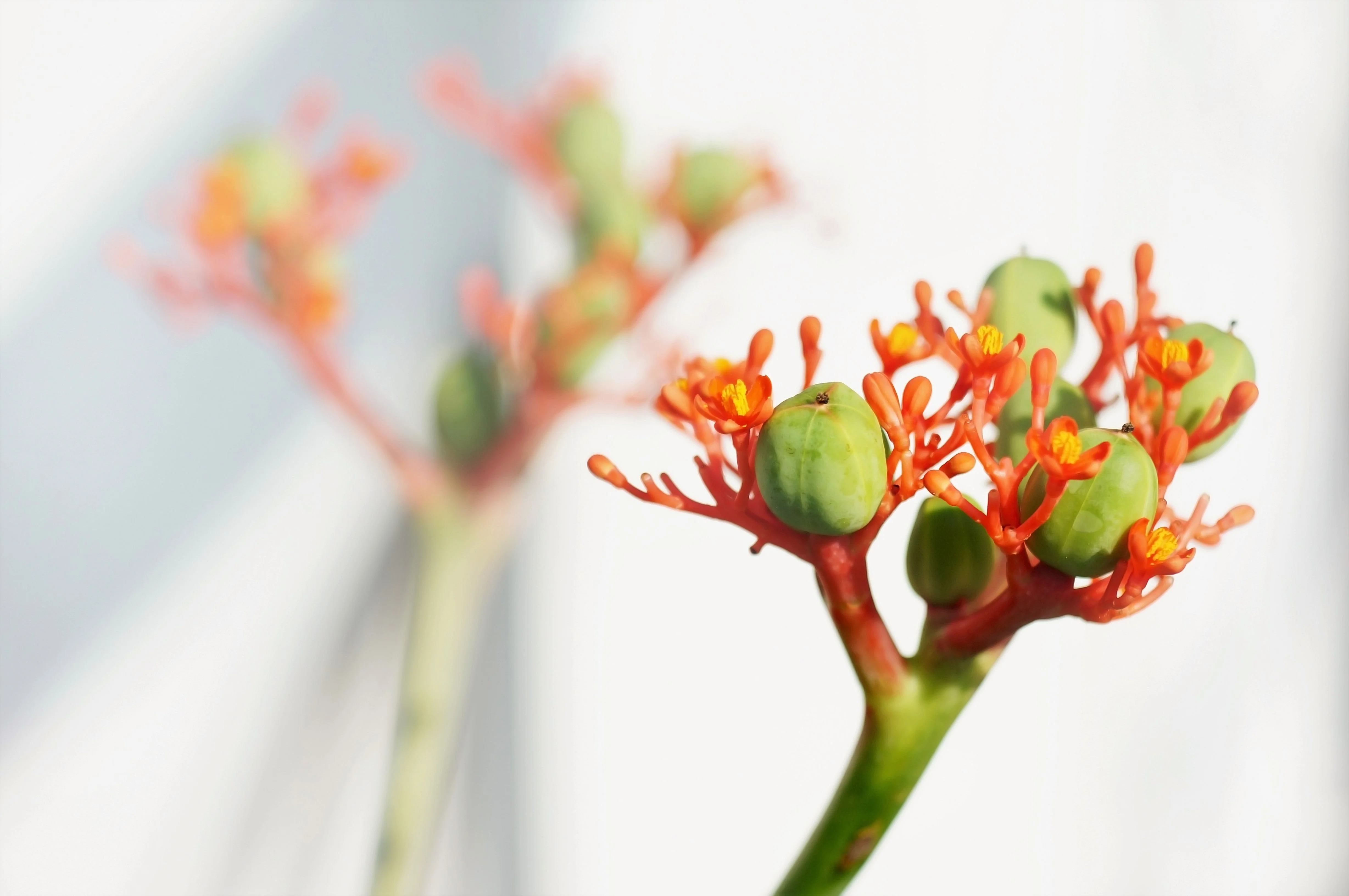 5 PHYSIC NUT Barbados Purging JATROPHA Curcas Shrub Tree Bio-Diesel Seeds - Image 5