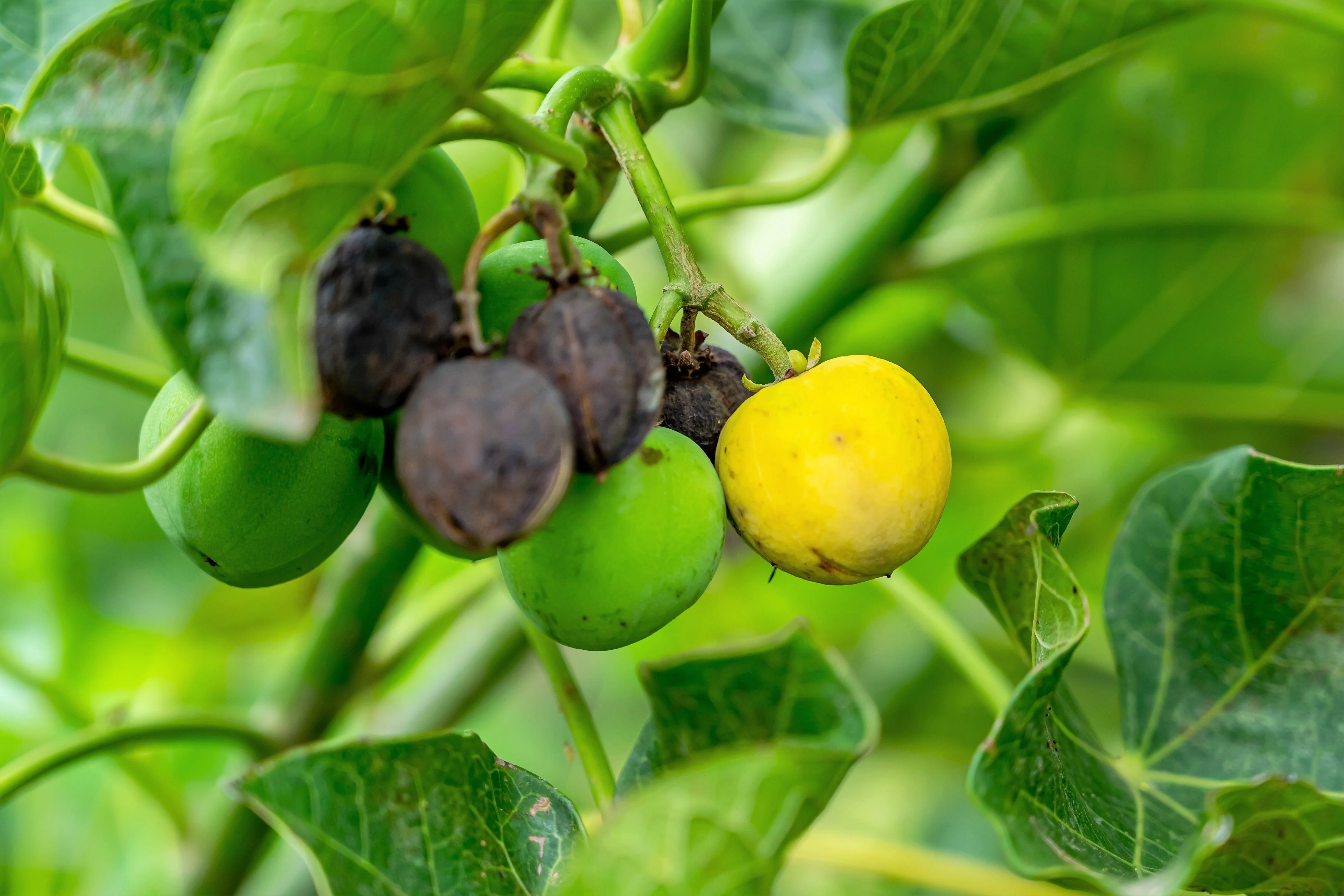 5 PHYSIC NUT Barbados Purging JATROPHA Curcas Shrub Tree Bio-Diesel Seeds - Image 6