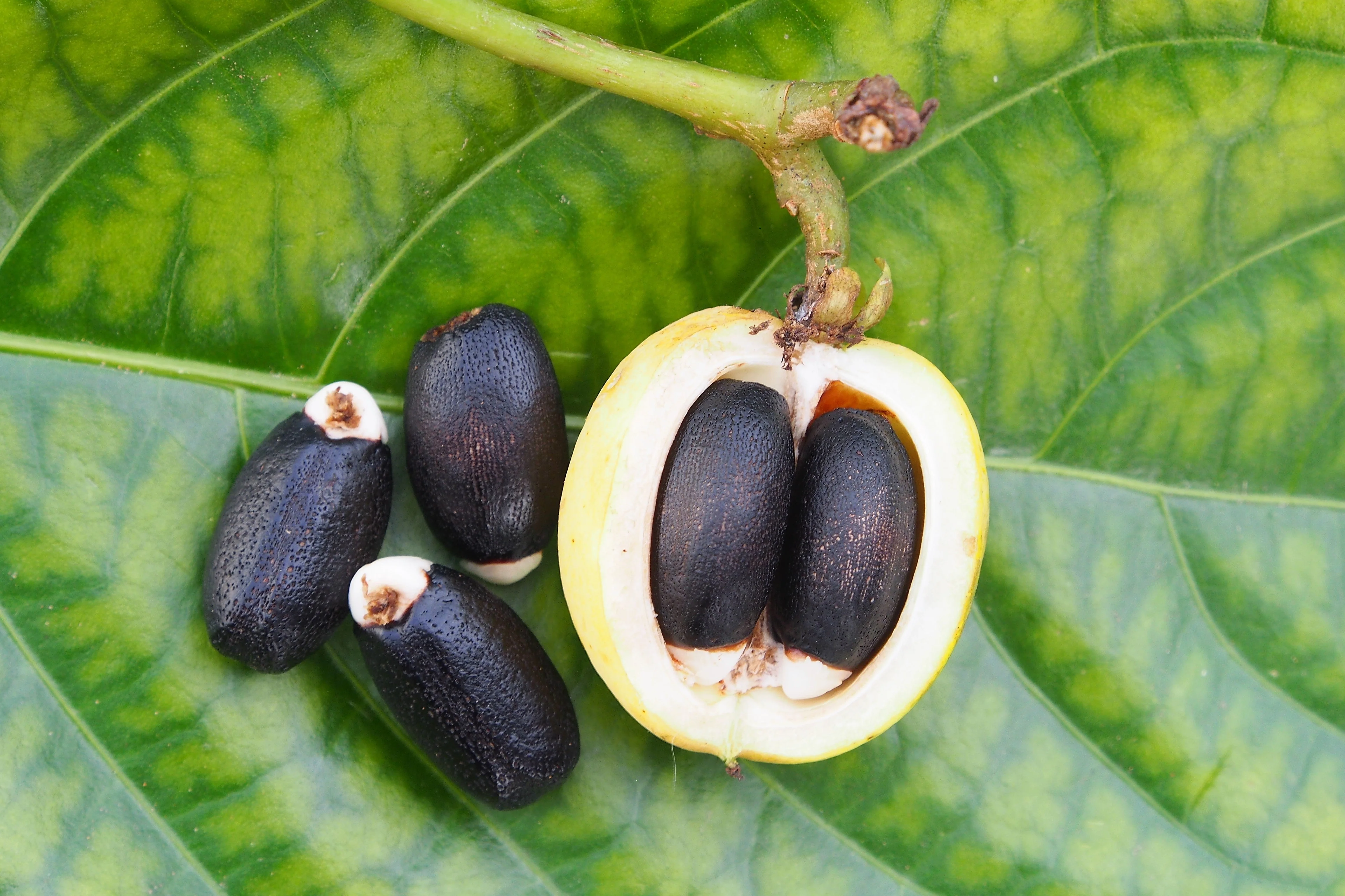 5 PHYSIC NUT Barbados Purging JATROPHA Curcas Shrub Tree Bio-Diesel Seeds - Image 7