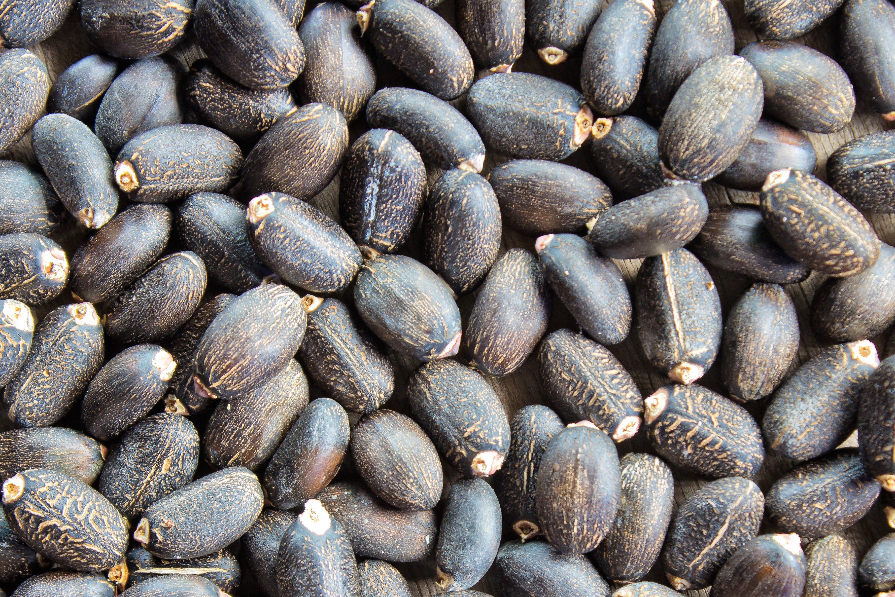 5 PHYSIC NUT Barbados Purging JATROPHA Curcas Shrub Tree Bio-Diesel Seeds - Image 8