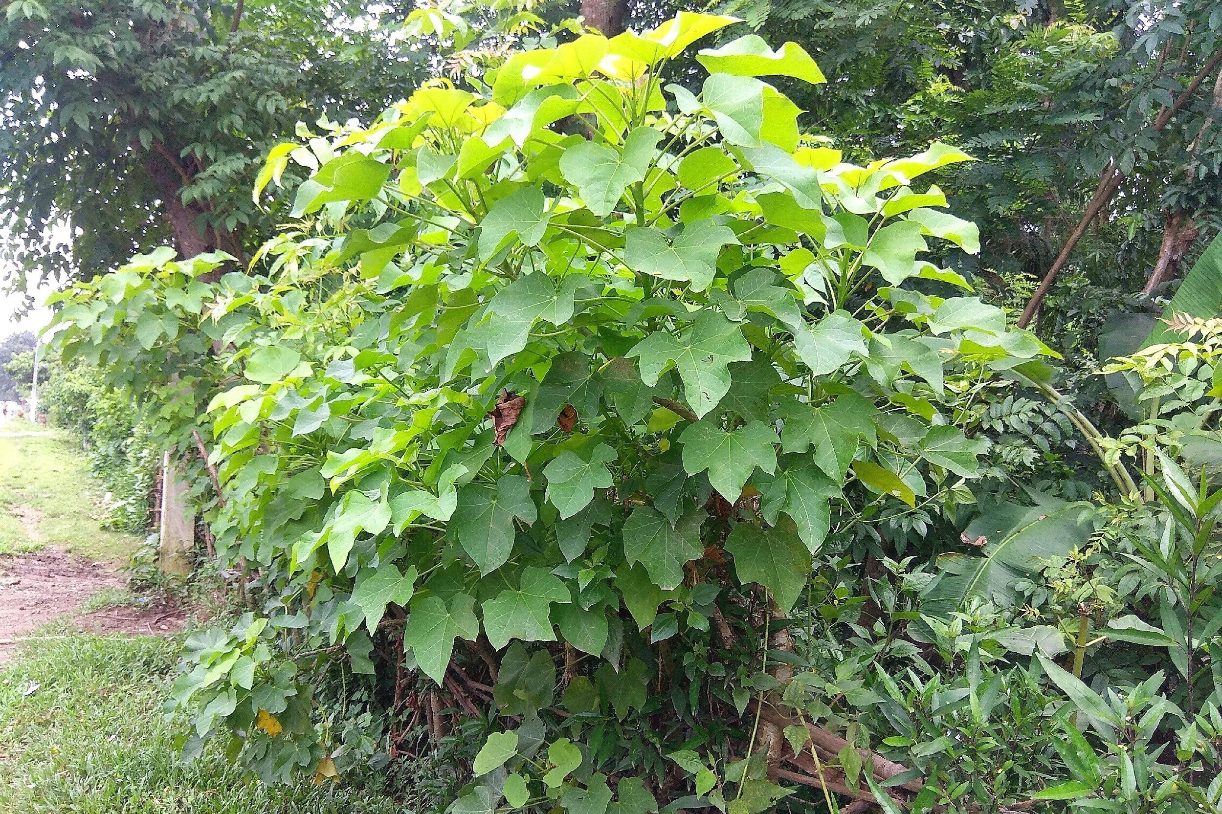 5 PHYSIC NUT Barbados Purging JATROPHA Curcas Shrub Tree Bio-Diesel Seeds - Image 9