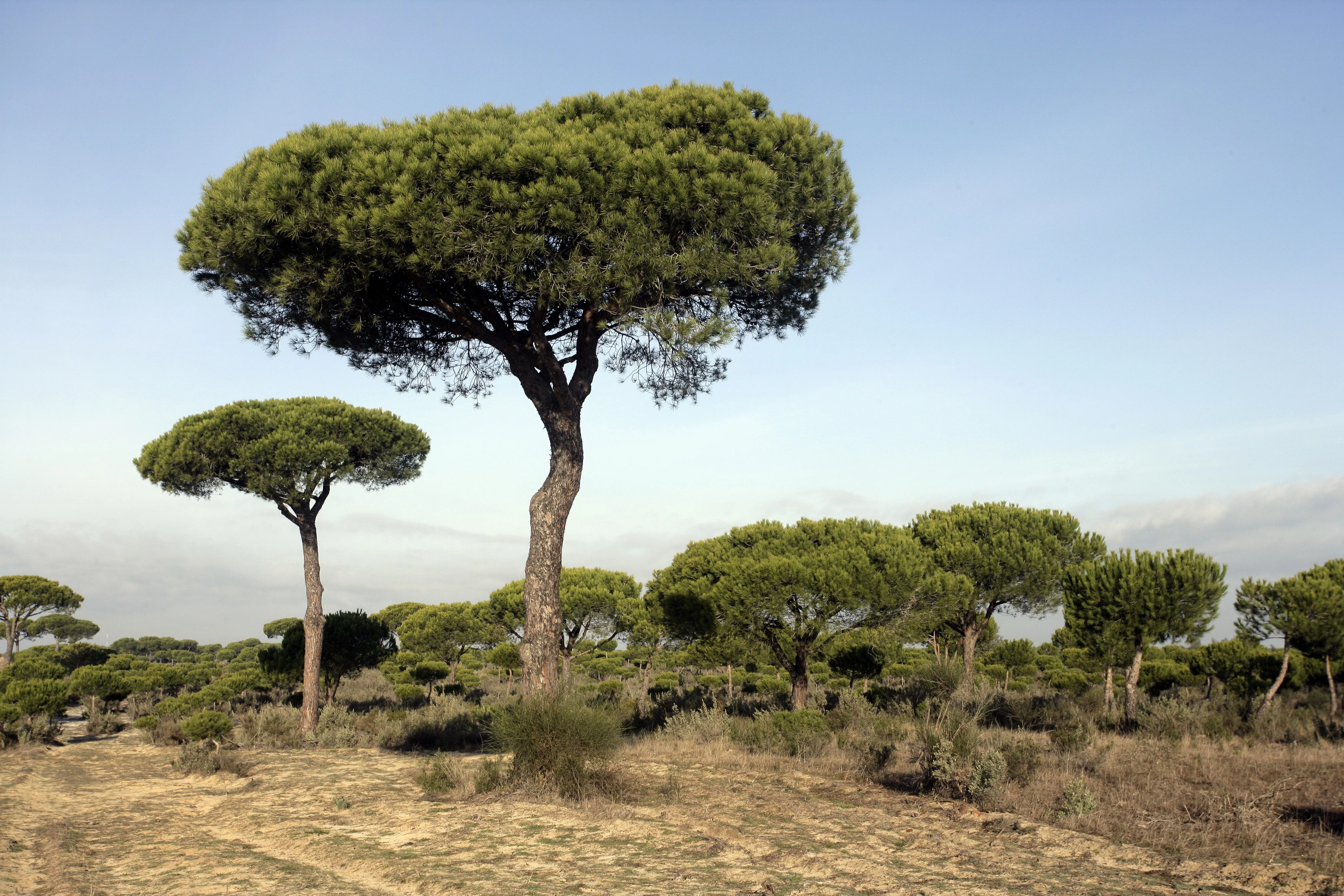 5 Pine Nut ITALIAN STONE PINE Pinus Pinea Umbrella Tree Seeds - Image 10