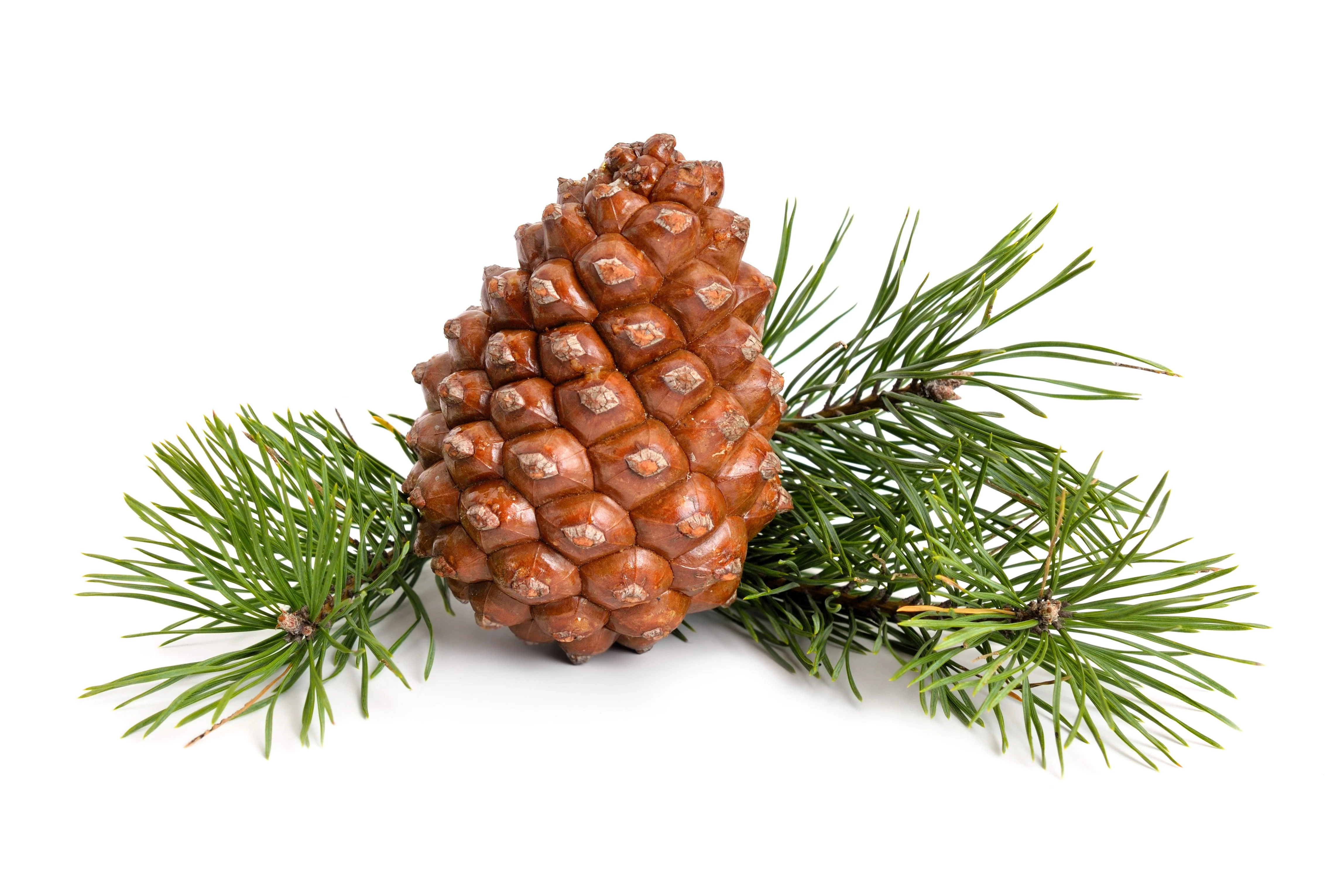 5 Pine Nut ITALIAN STONE PINE Pinus Pinea Umbrella Tree Seeds - Image 11