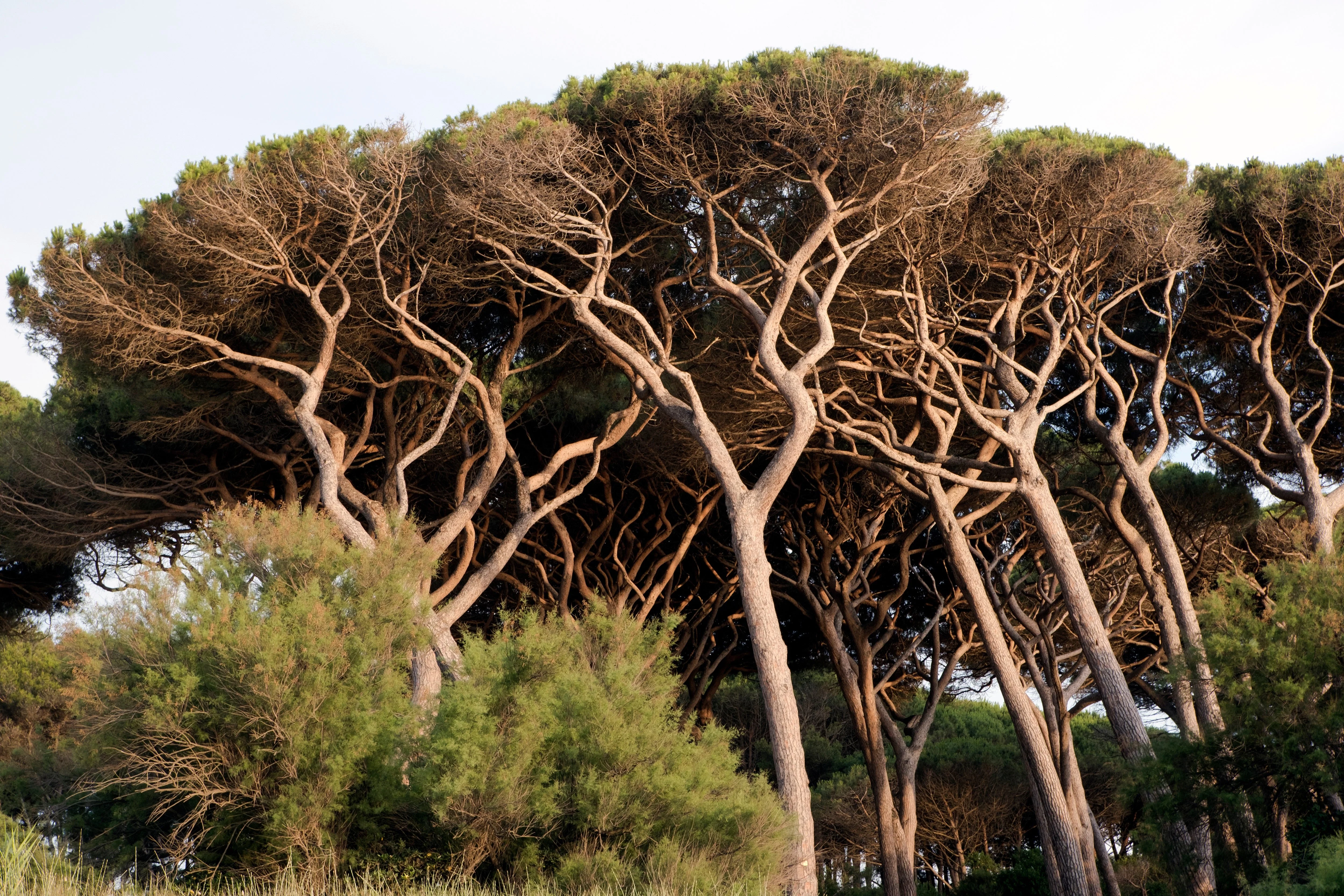 5 Pine Nut ITALIAN STONE PINE Pinus Pinea Umbrella Tree Seeds - Image 12