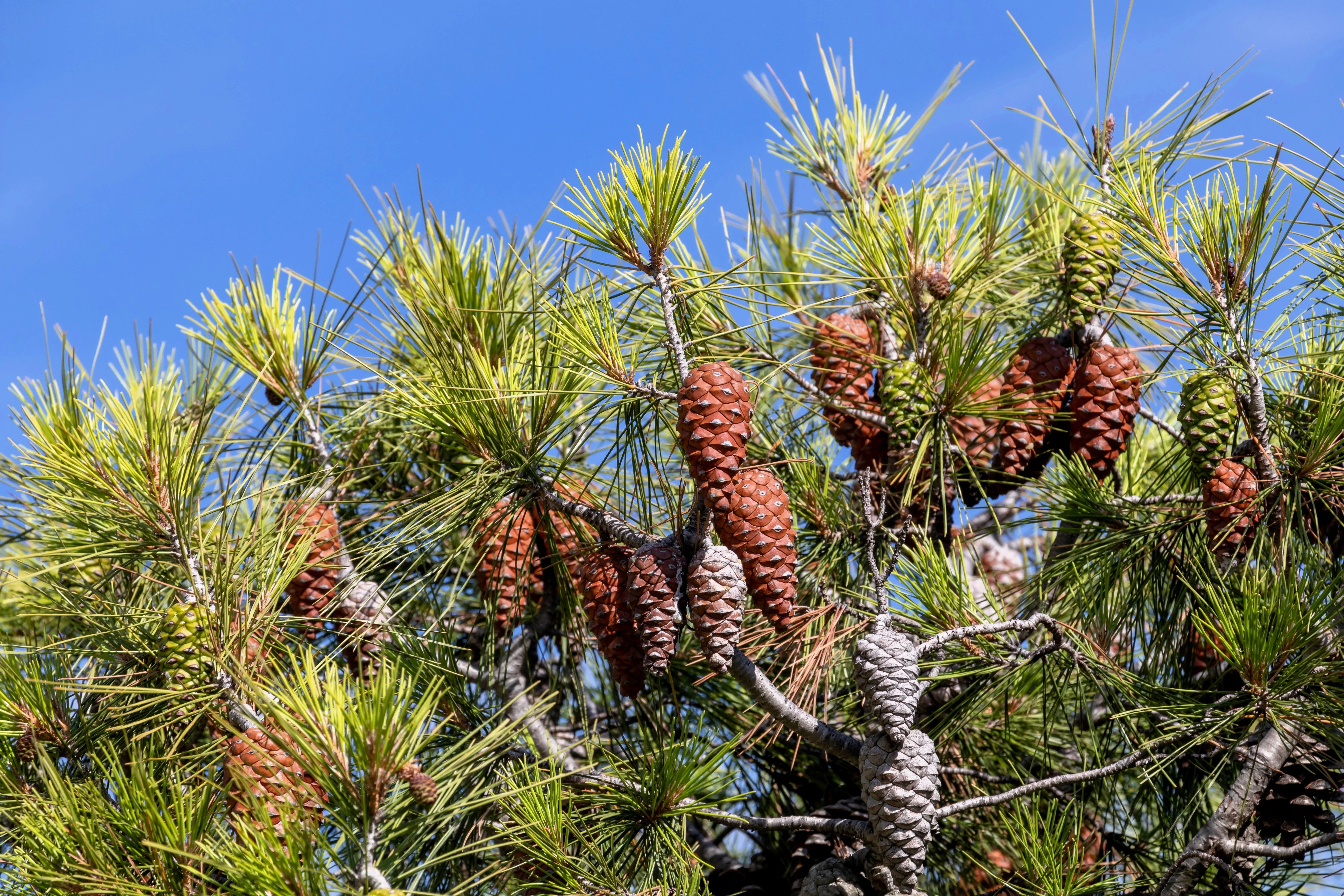 5 Pine Nut ITALIAN STONE PINE Pinus Pinea Umbrella Tree Seeds - Image 13