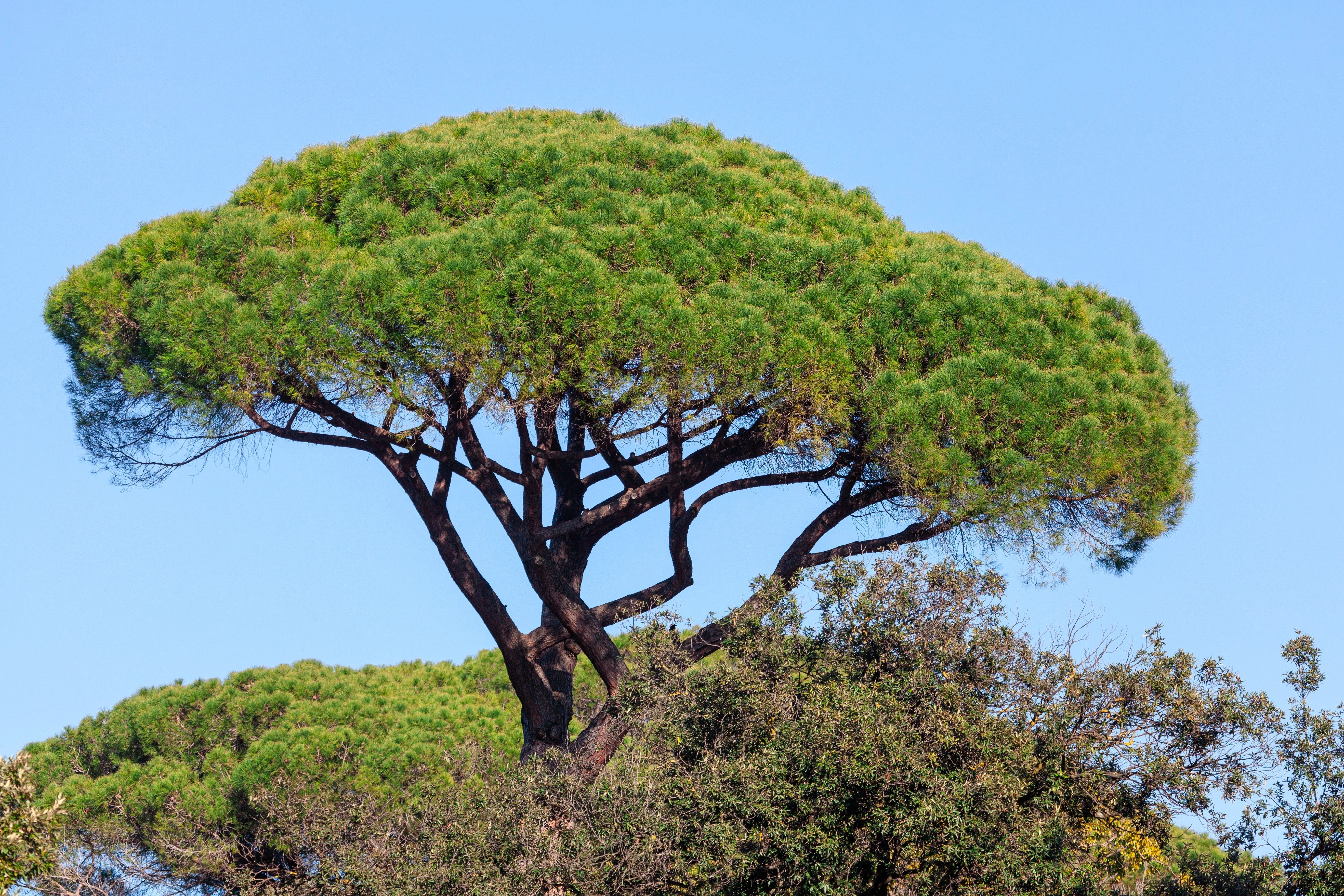 5 Pine Nut ITALIAN STONE PINE Pinus Pinea Umbrella Tree Seeds - Image 14