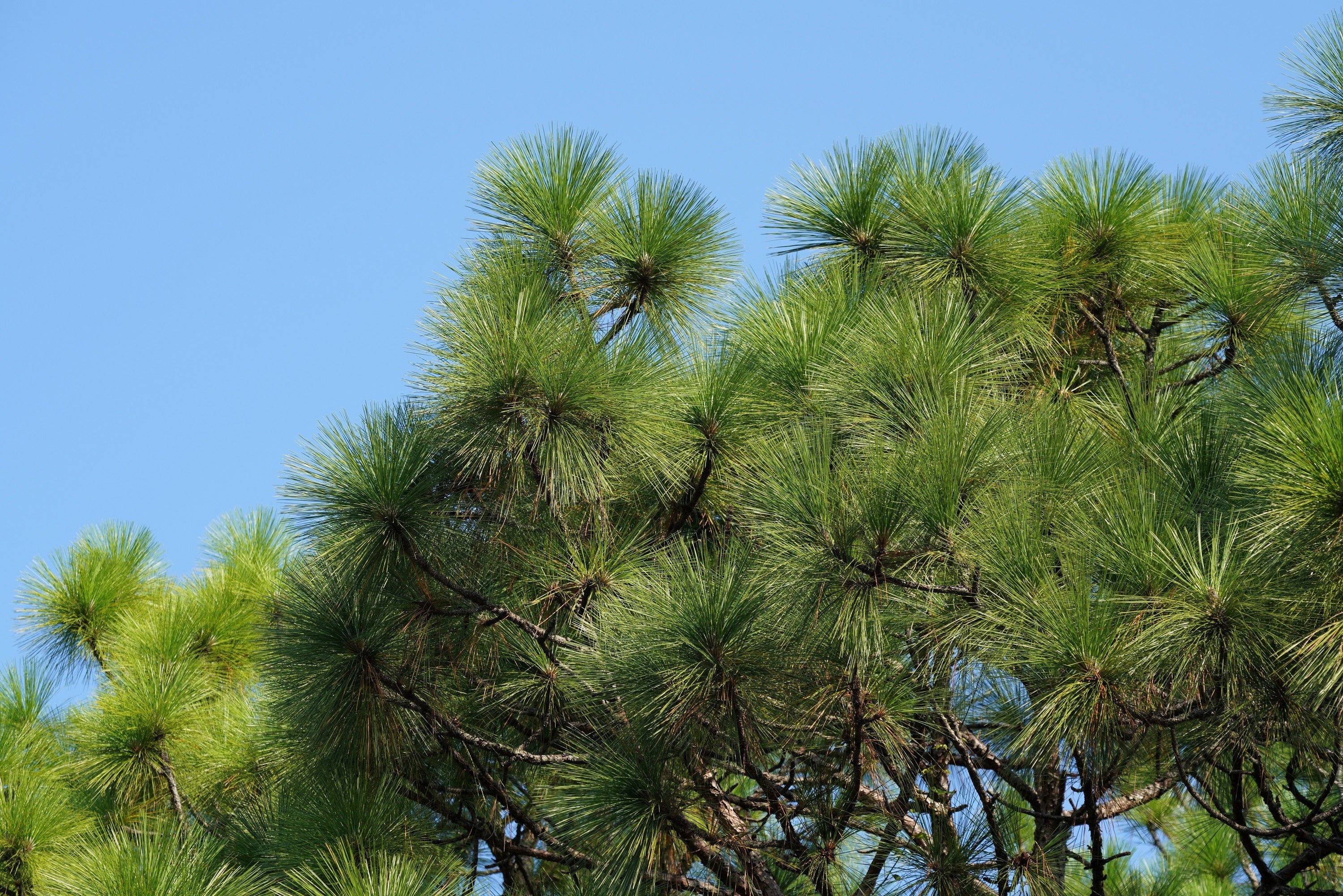 5 Pine Nut ITALIAN STONE PINE Pinus Pinea Umbrella Tree Seeds - Image 15