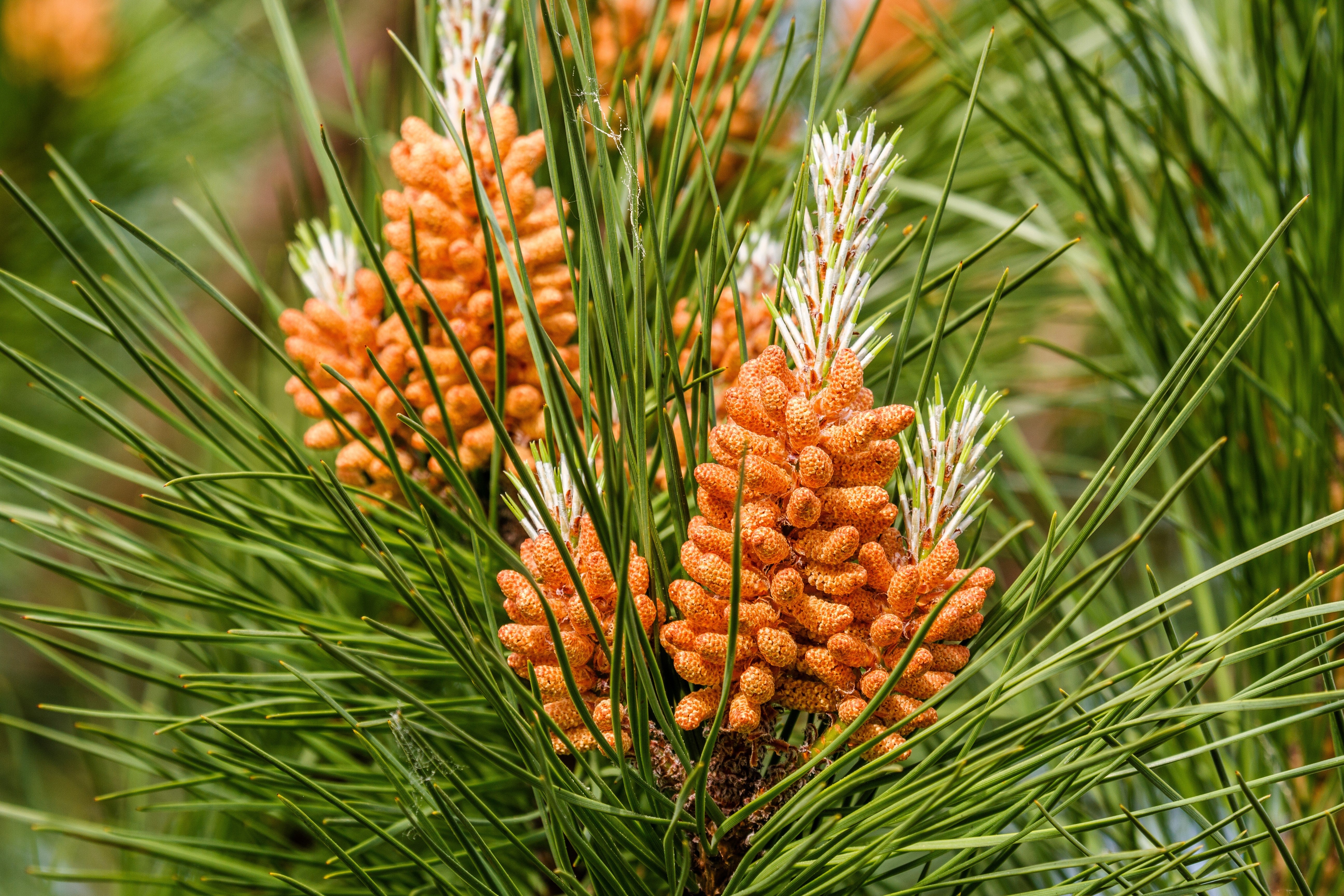 5 Pine Nut ITALIAN STONE PINE Pinus Pinea Umbrella Tree Seeds - Image 3
