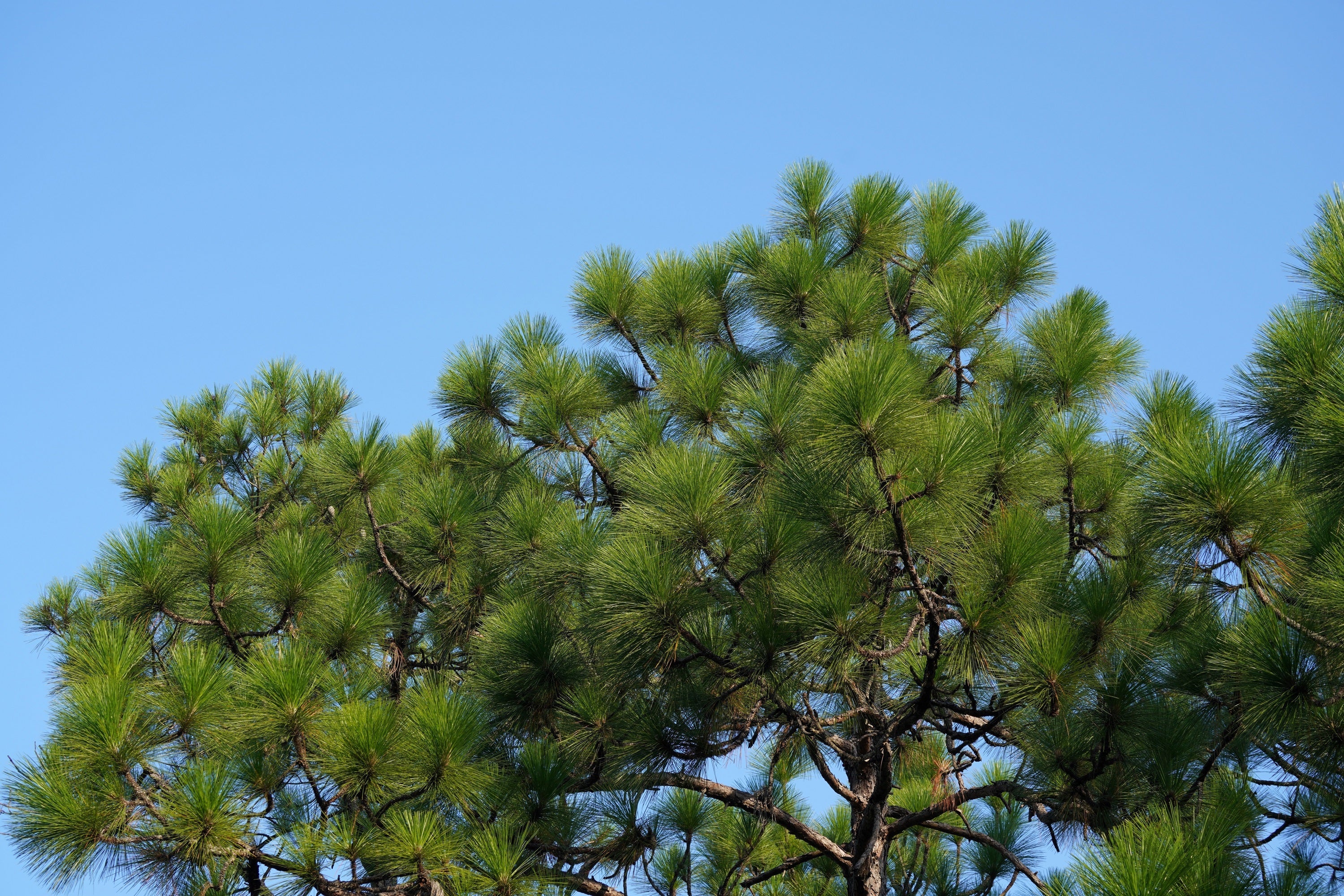 5 Pine Nut ITALIAN STONE PINE Pinus Pinea Umbrella Tree Seeds - Image 4