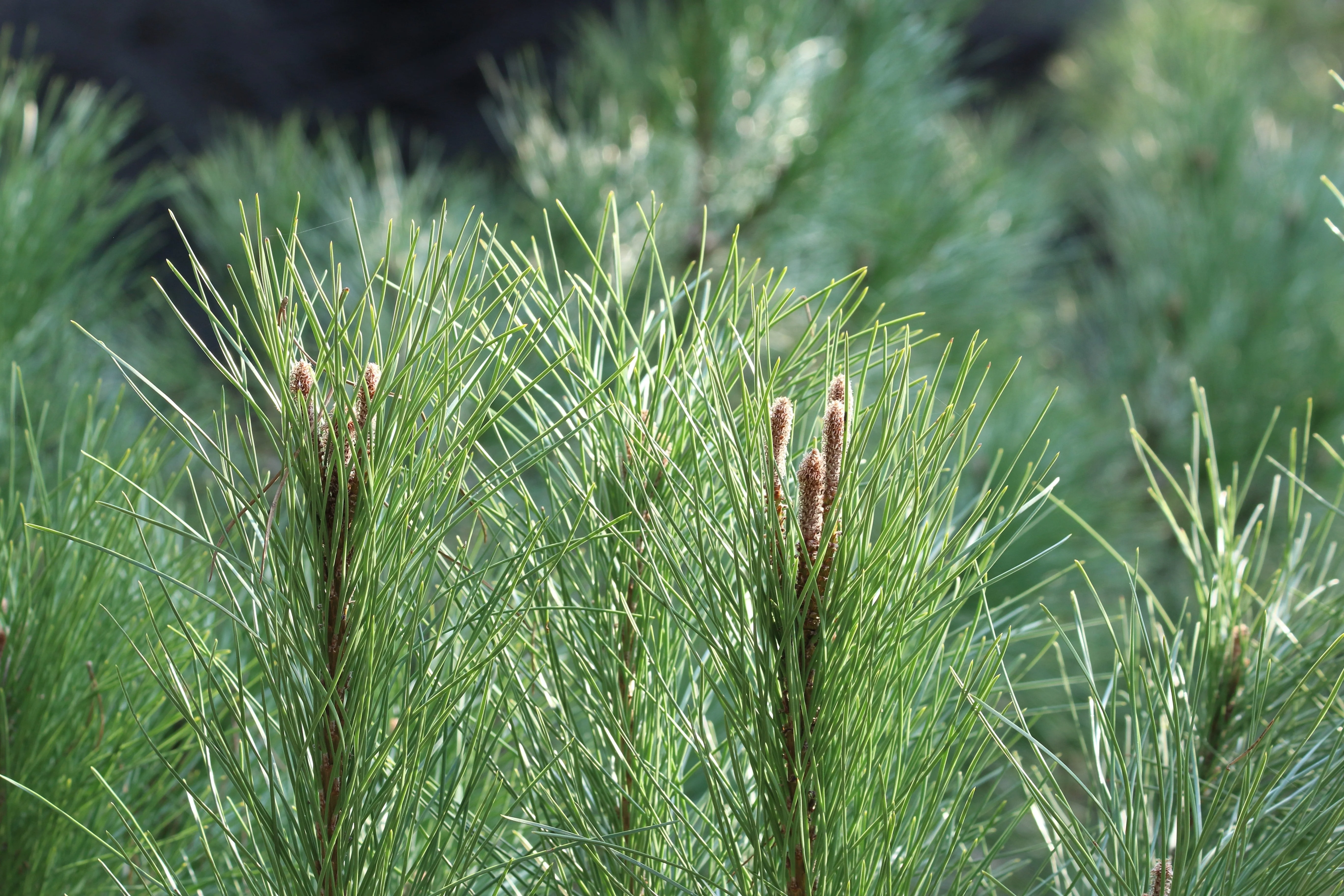 5 Pine Nut ITALIAN STONE PINE Pinus Pinea Umbrella Tree Seeds - Image 5