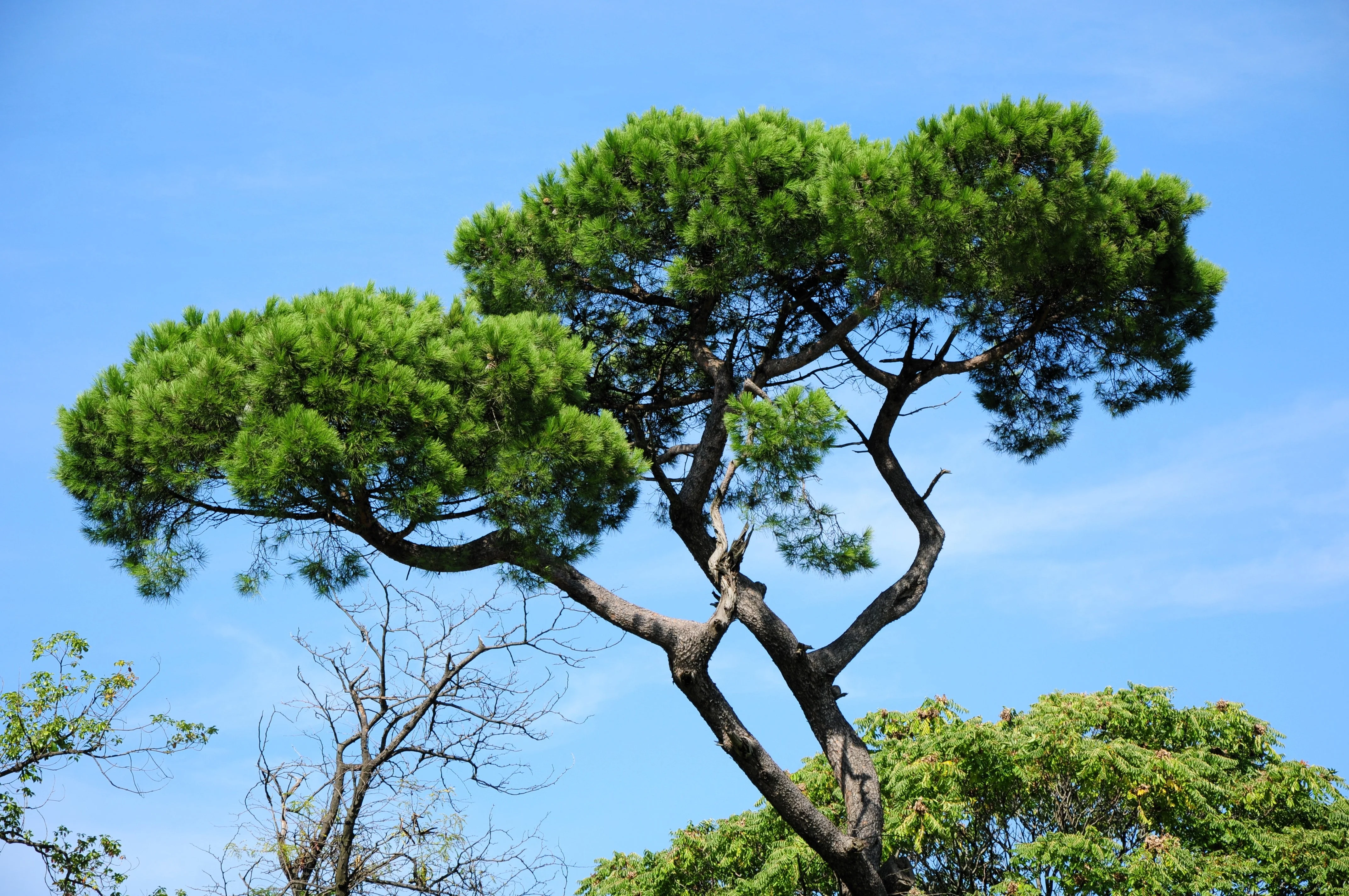 5 Pine Nut ITALIAN STONE PINE Pinus Pinea Umbrella Tree Seeds - Image 6
