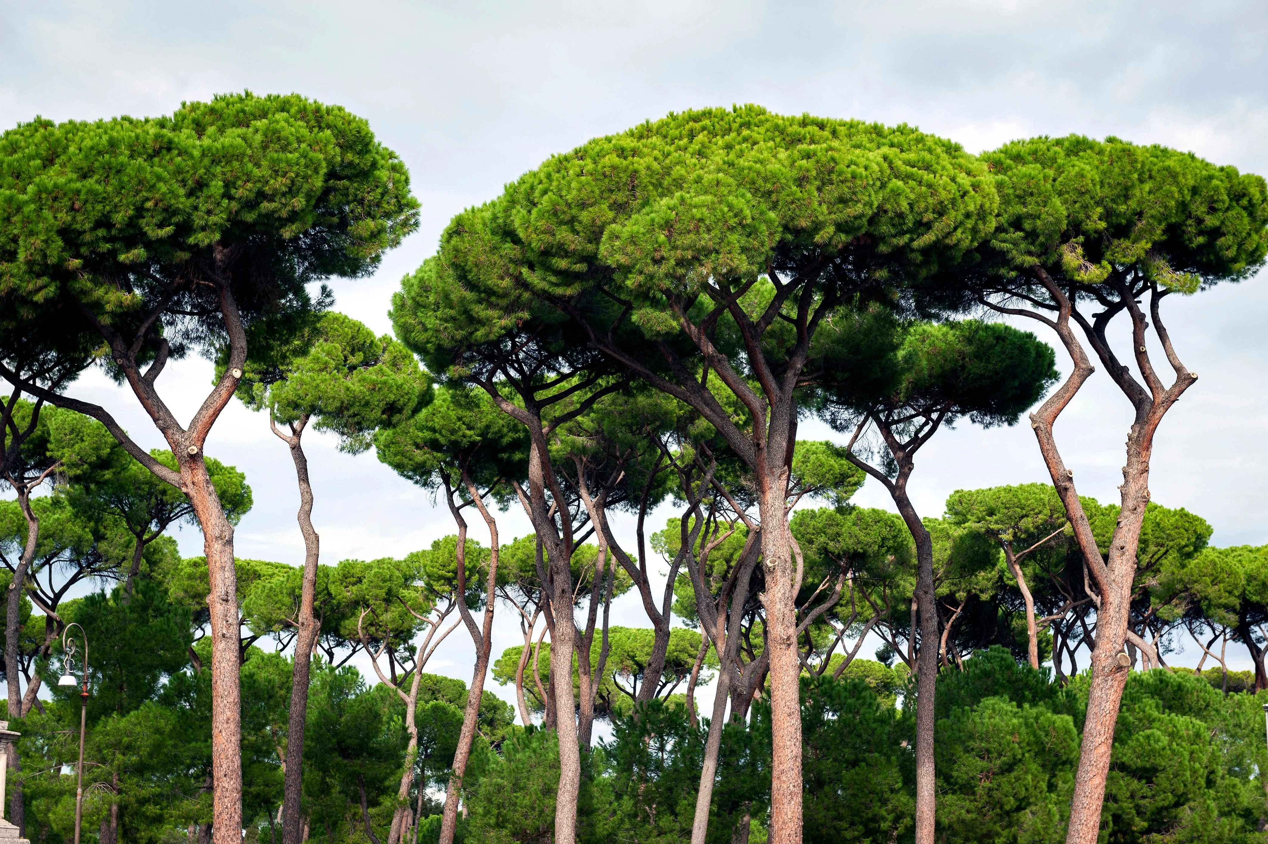5 Pine Nut ITALIAN STONE PINE Pinus Pinea Umbrella Tree Seeds - Image 7