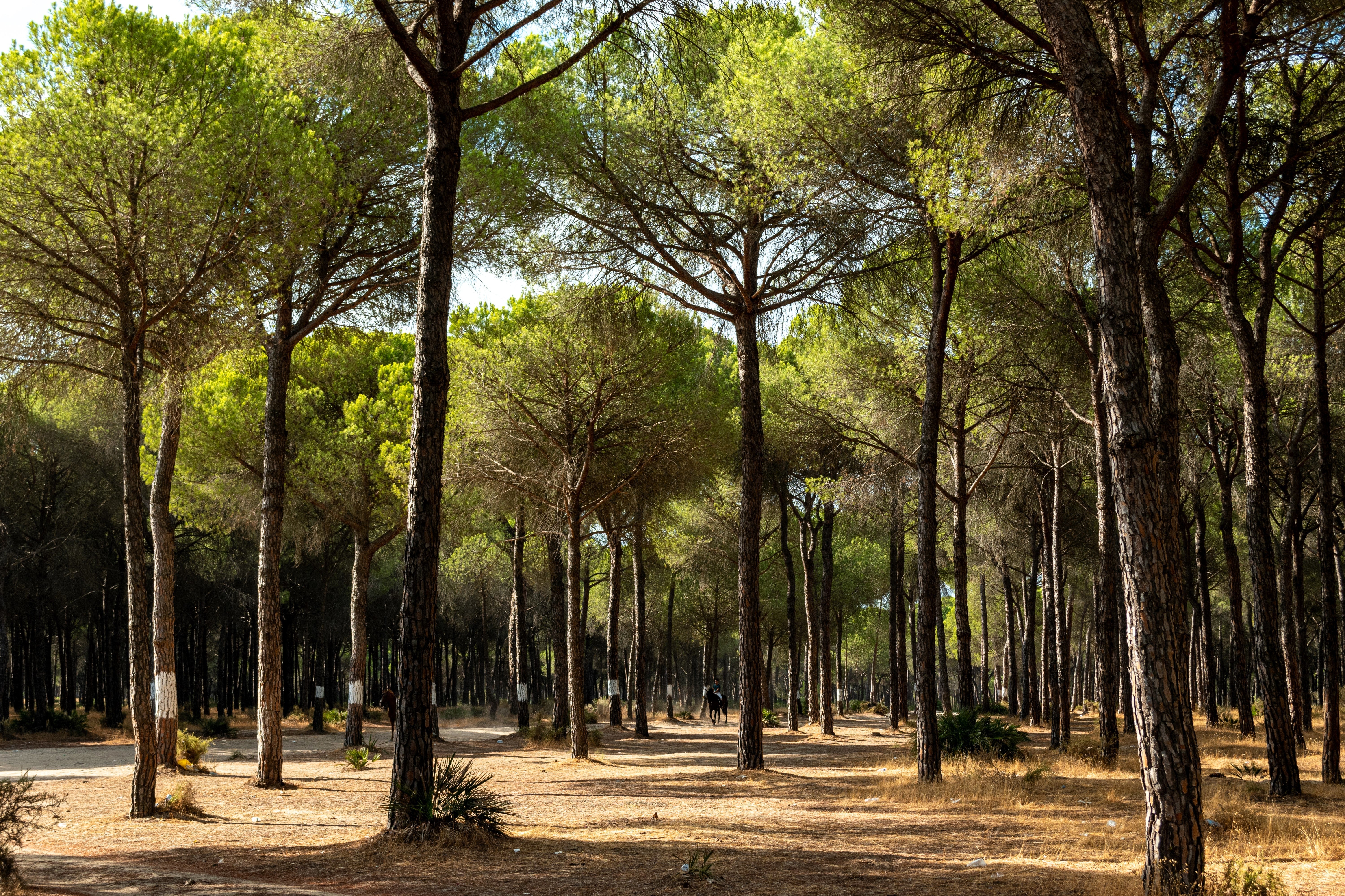 5 Pine Nut ITALIAN STONE PINE Pinus Pinea Umbrella Tree Seeds - Image 8