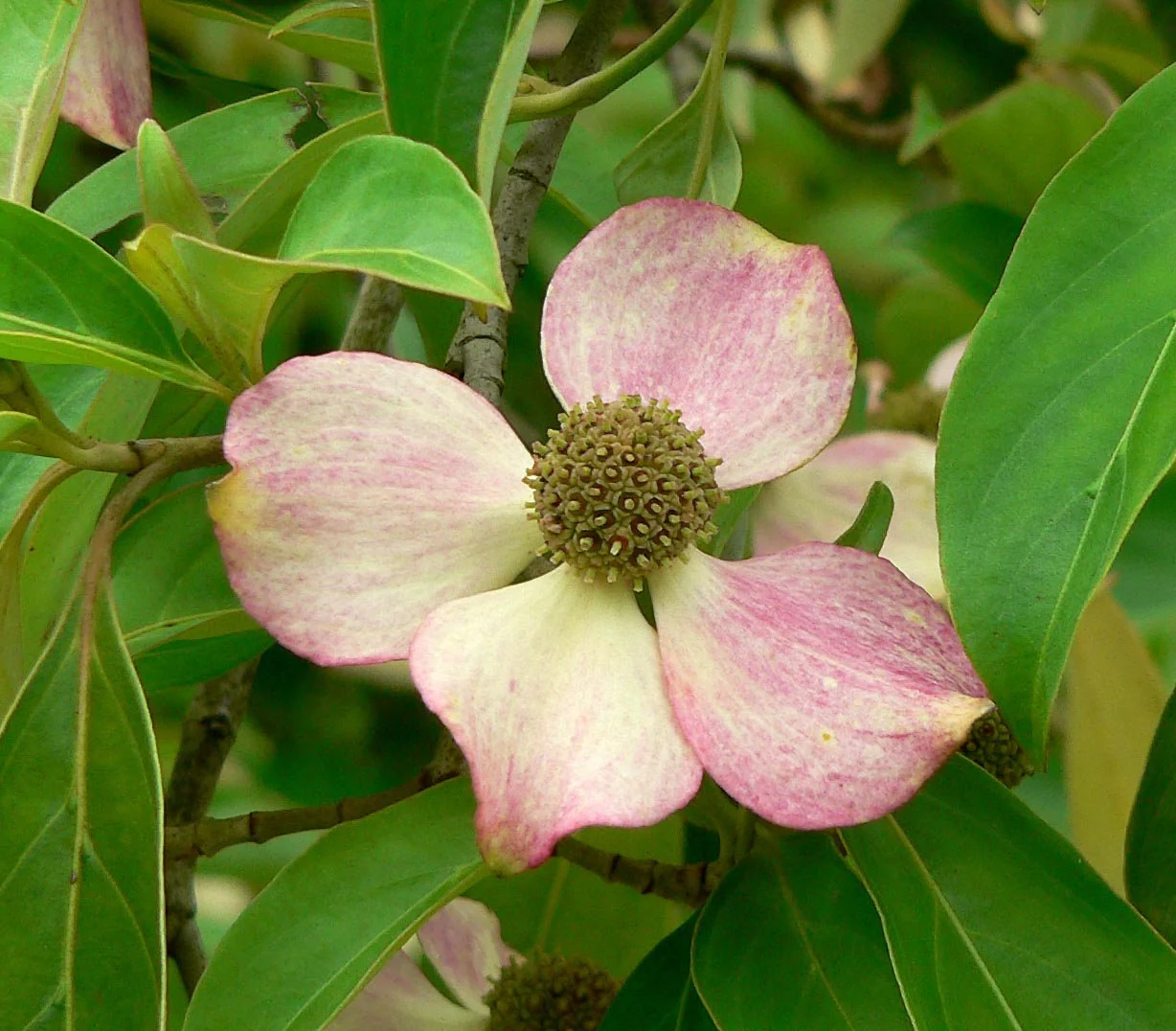 5 PINK DOGWOOD Tree Cornus Capitata Angustata Kousa Ornamental Flowering Tree Seeds - Image 2