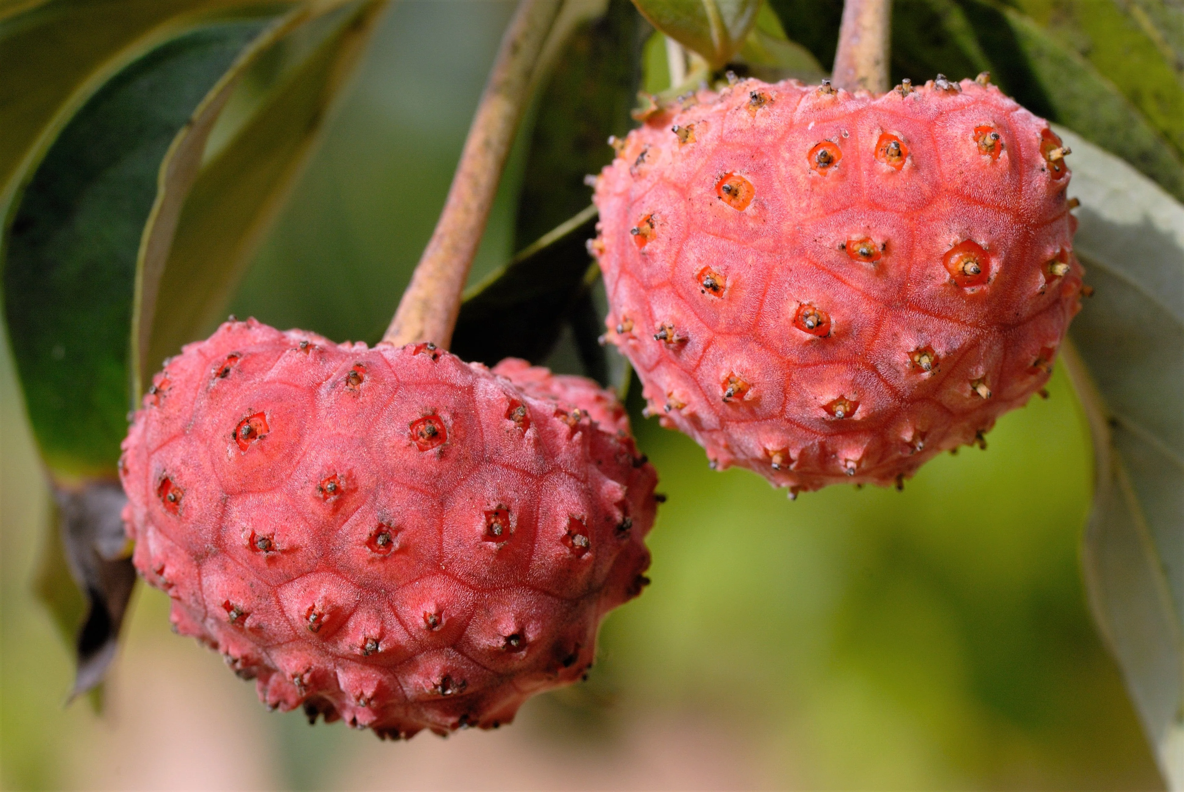 5 PINK DOGWOOD Tree Cornus Capitata Angustata Kousa Ornamental Flowering Tree Seeds - Image 4
