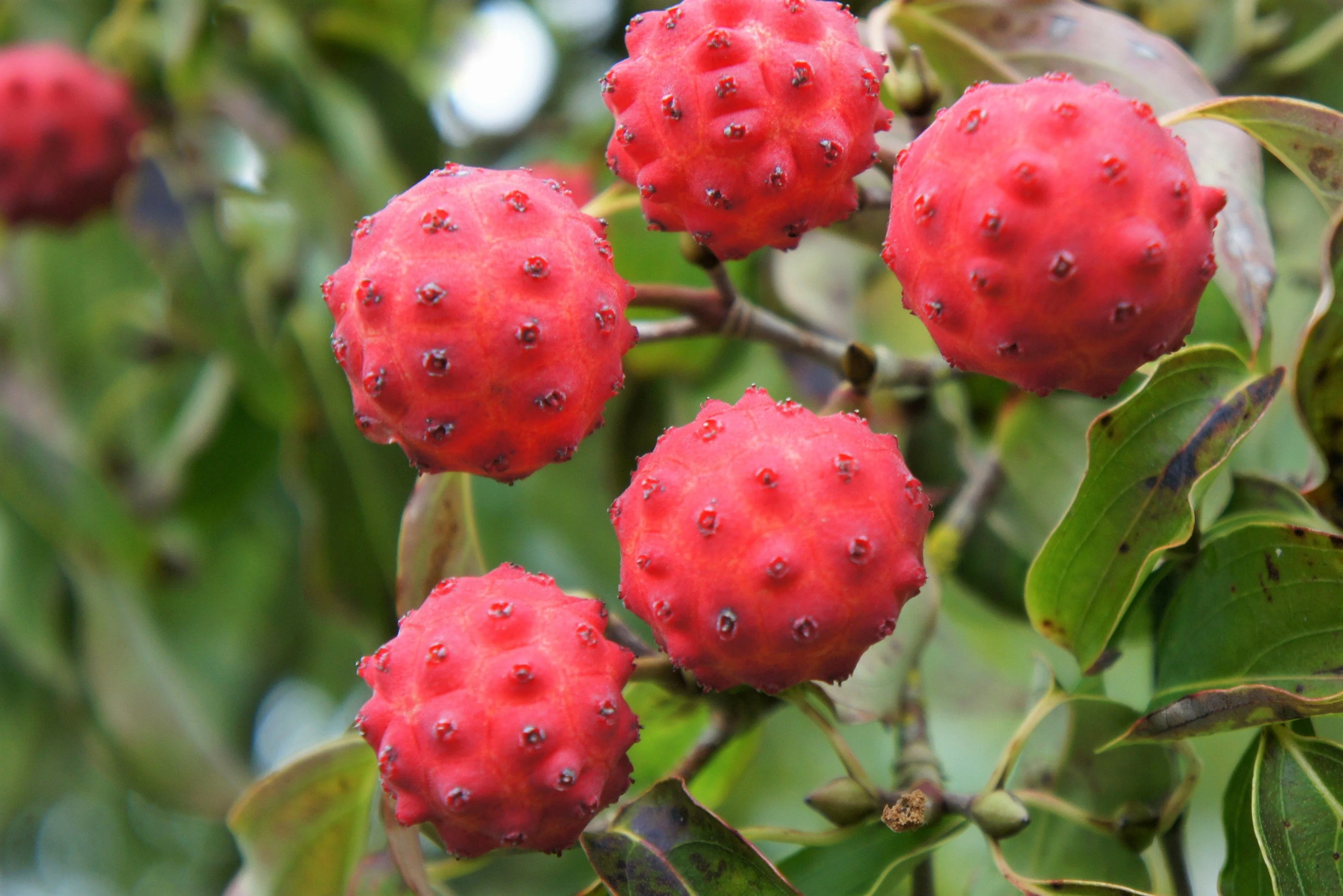 5 PINK DOGWOOD Tree Cornus Capitata Angustata Kousa Ornamental Flowering Tree Seeds - Image 5
