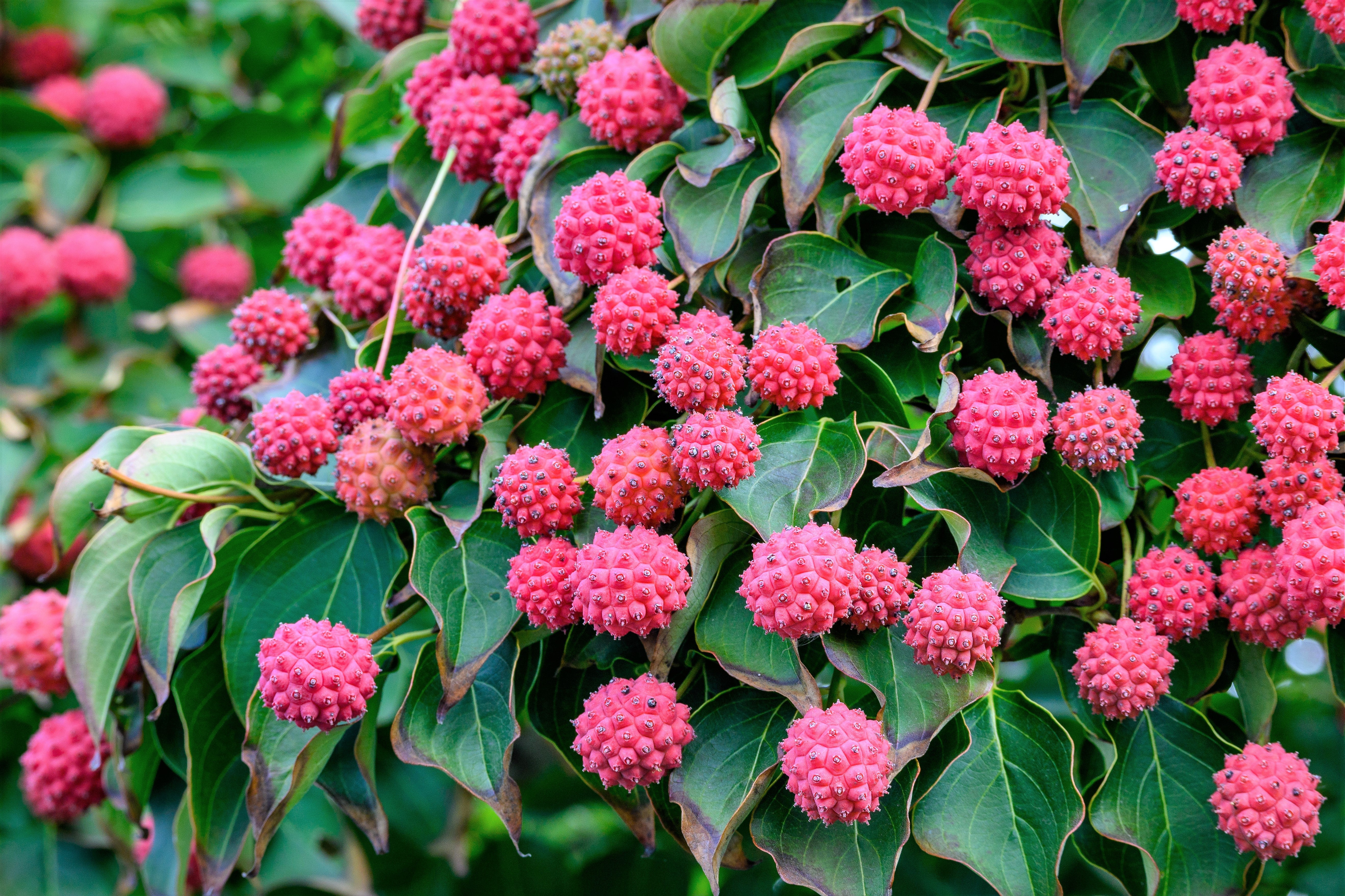 5 PINK DOGWOOD Tree Cornus Capitata Angustata Kousa Ornamental Flowering Tree Seeds - Image 7