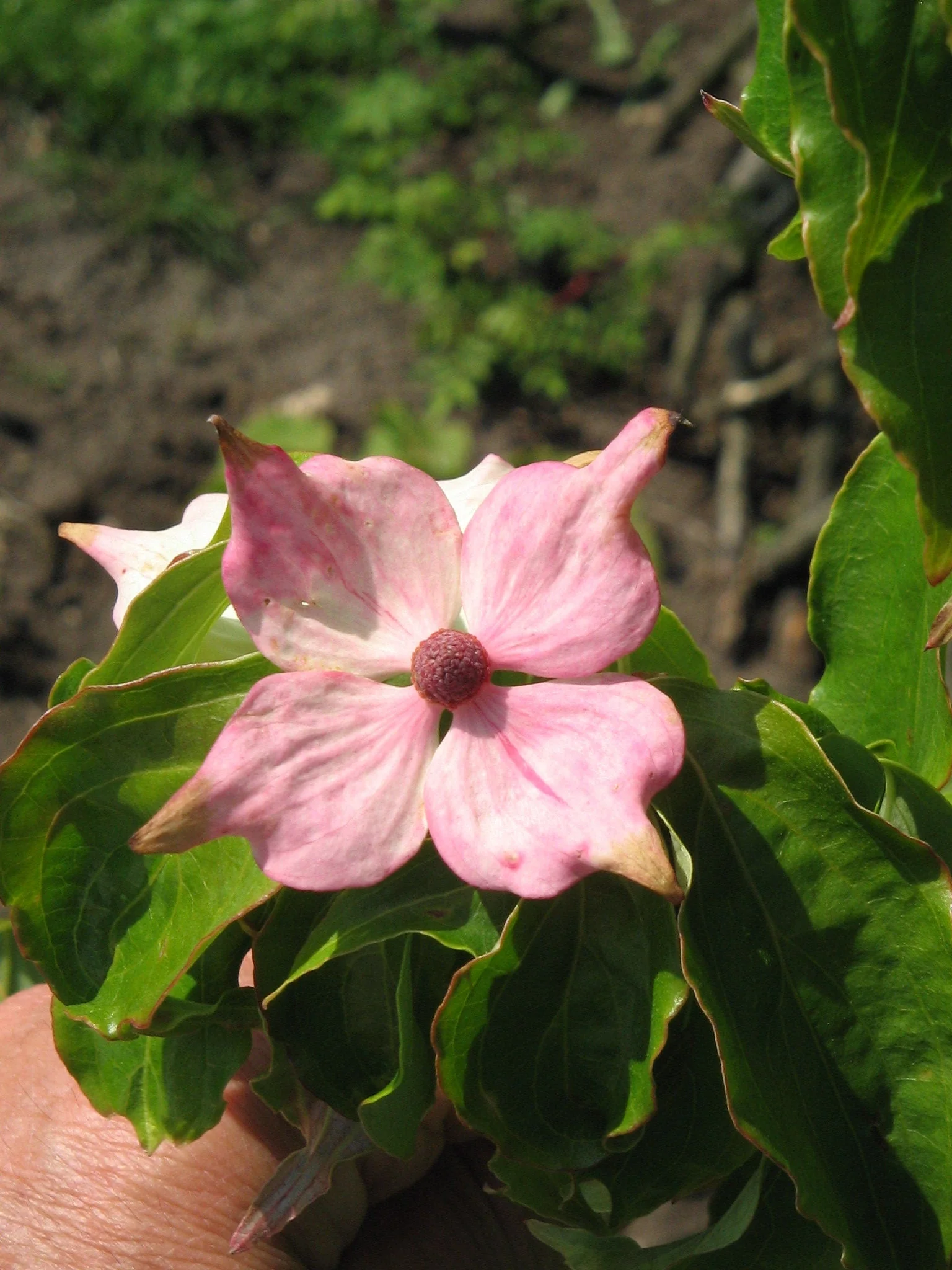 5 PINK DOGWOOD Tree Cornus Capitata Angustata Kousa Ornamental Flowering Tree Seeds - Image 8