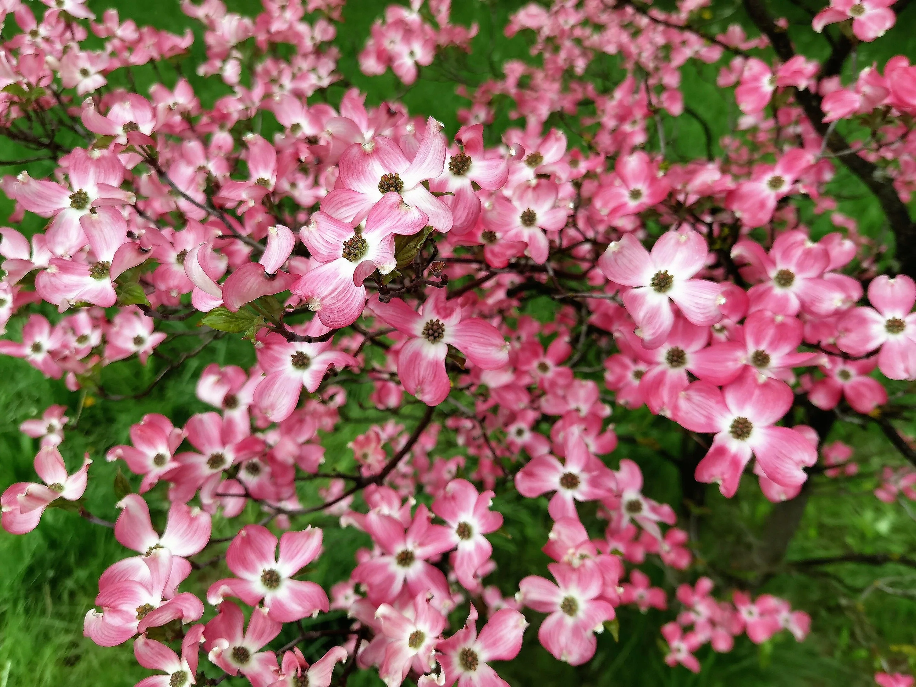 5 PINK FLOWERING DOGWOOD Tree Cornus Florida Rubra Native Ornamental Tree Seeds - Image 10