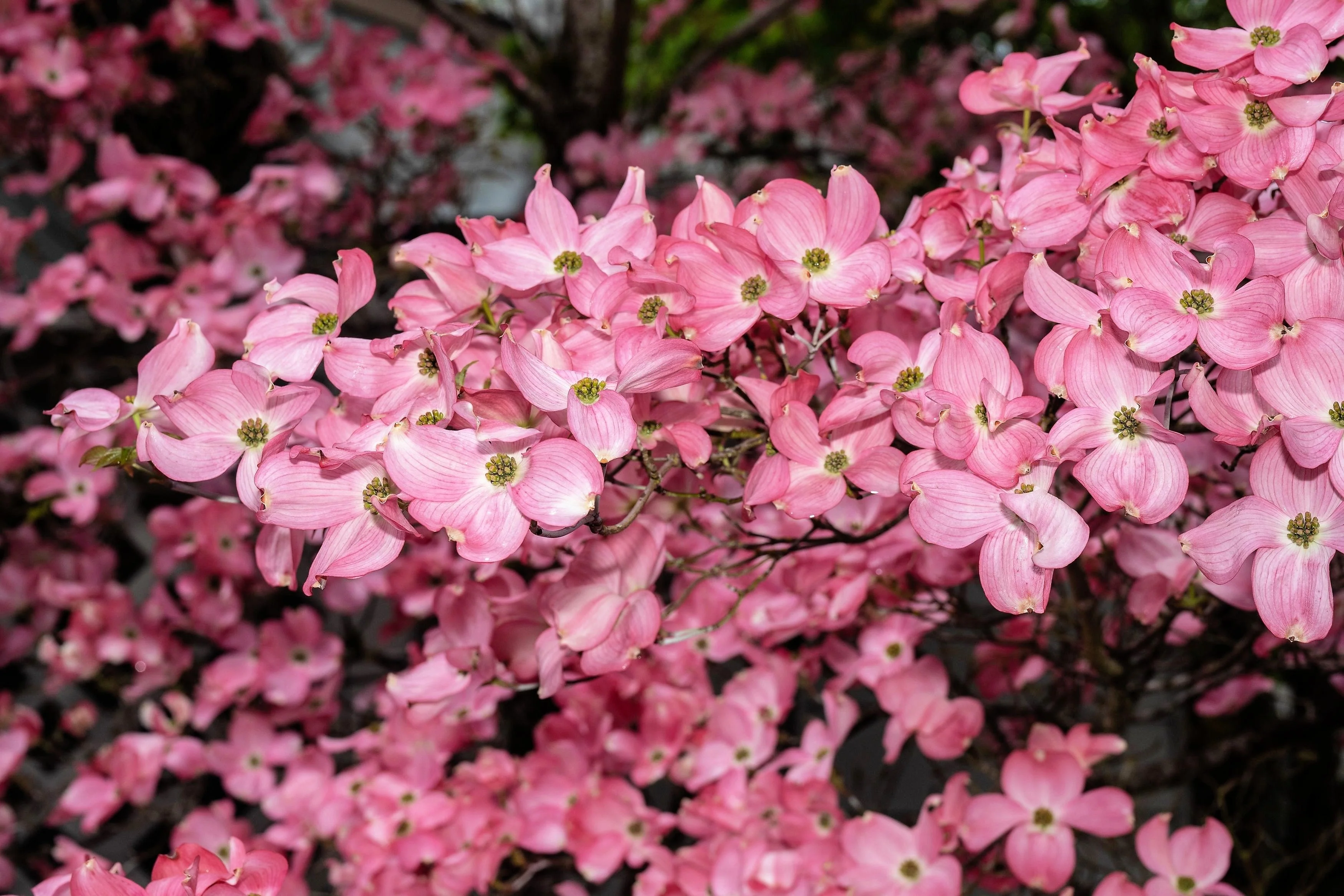 5 PINK FLOWERING DOGWOOD Tree Cornus Florida Rubra Native Ornamental Tree Seeds - Image 11