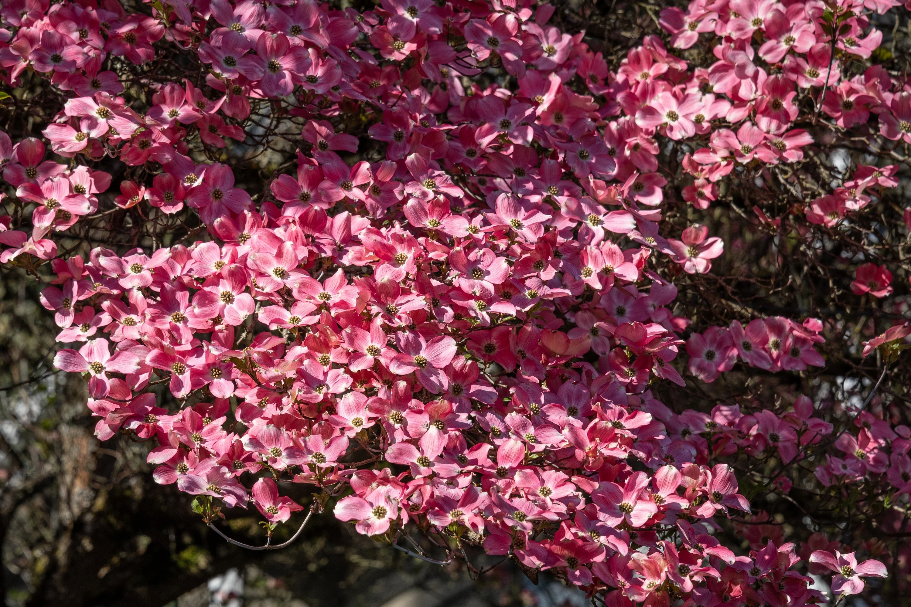 5 PINK FLOWERING DOGWOOD Tree Cornus Florida Rubra Native Ornamental Tree Seeds - Image 12