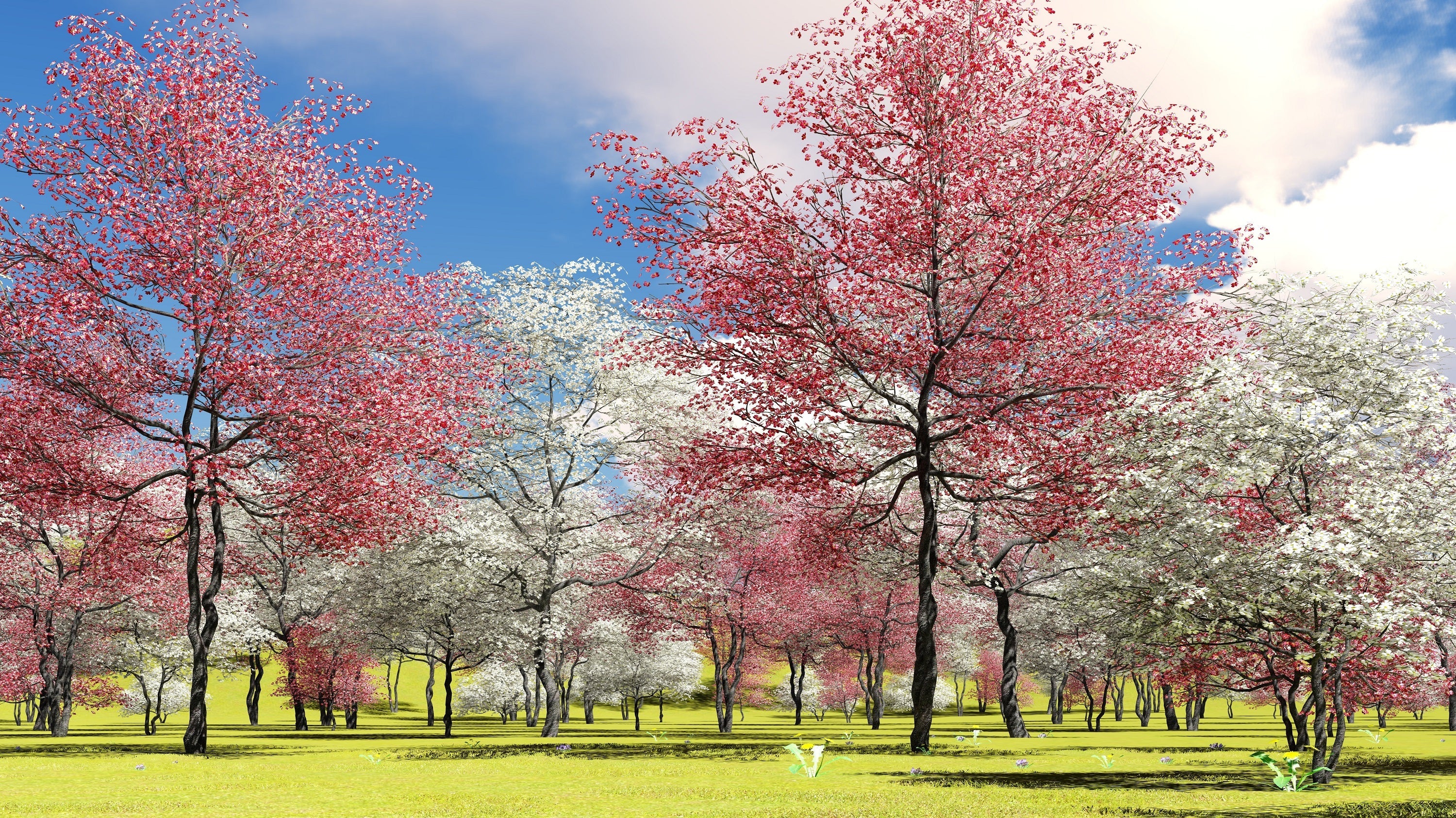 5 PINK FLOWERING DOGWOOD Tree Cornus Florida Rubra Native Ornamental Tree Seeds - Image 13